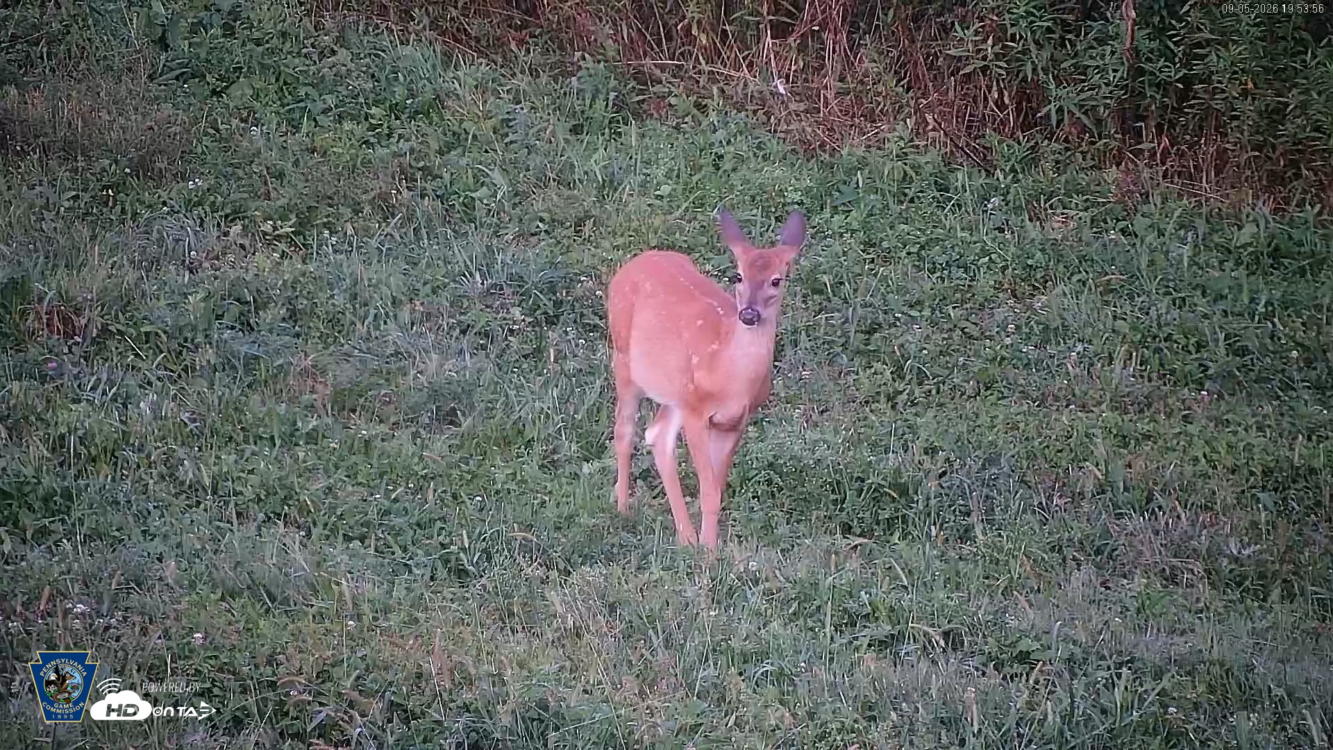 Snapshot of Pennsylvania Elk Live Webcam taken Sep 5, 2026, 7:55pm EDT