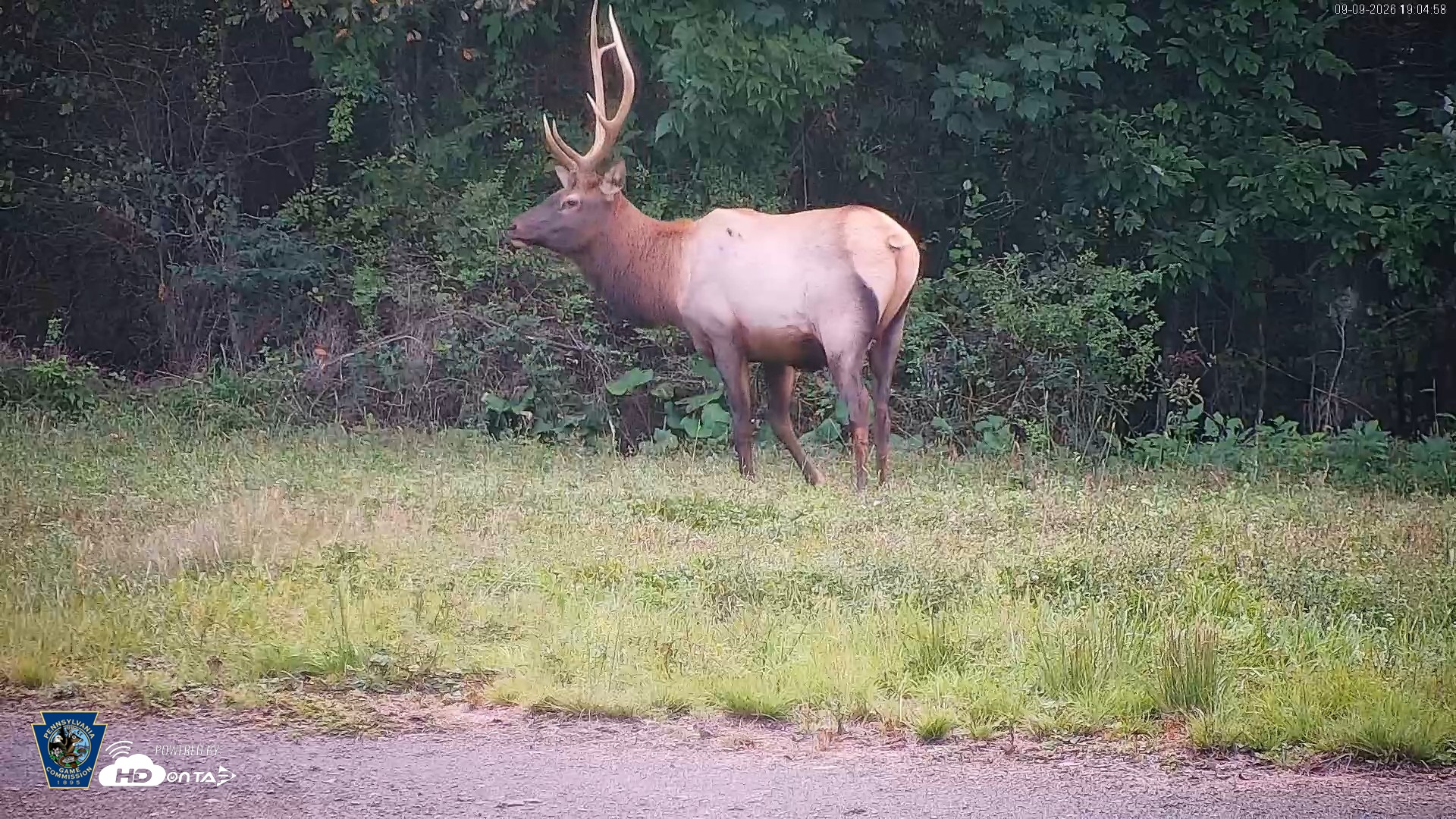 Snapshot of Pennsylvania Elk Live Webcam taken Sep 9, 2026, 7:05pm EDT