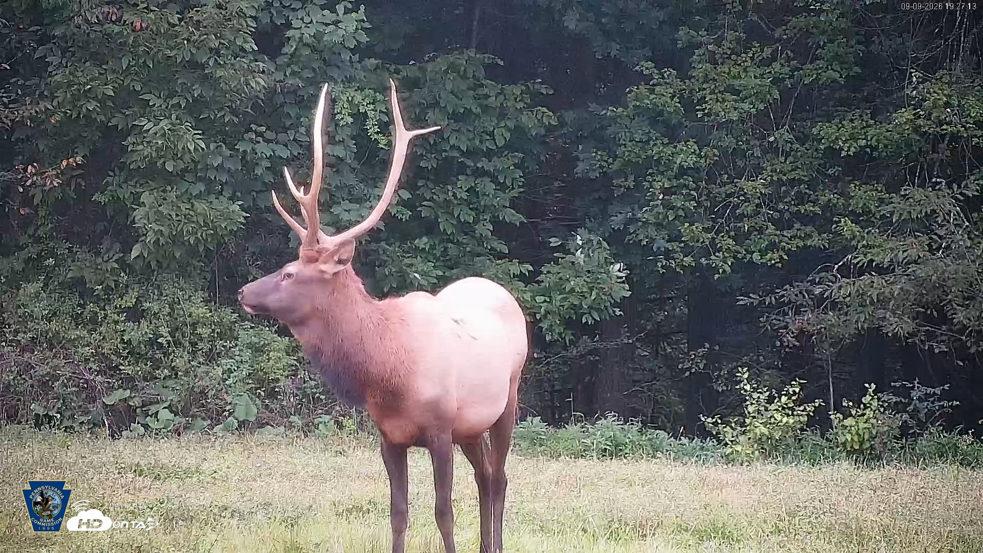 Snapshot of Pennsylvania Elk Live Webcam taken Sep 9, 2026, 7:27pm EDT