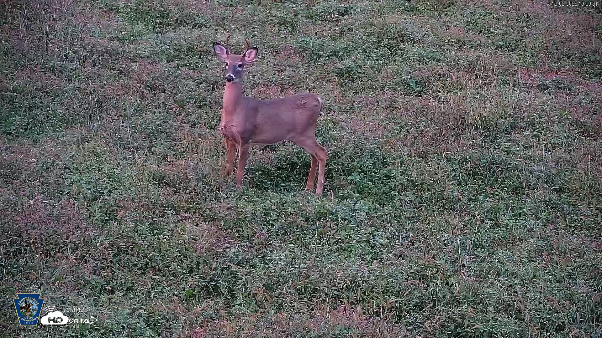 Snapshot of Pennsylvania Elk Live Webcam taken Oct 2, 2026, 7:01pm EDT