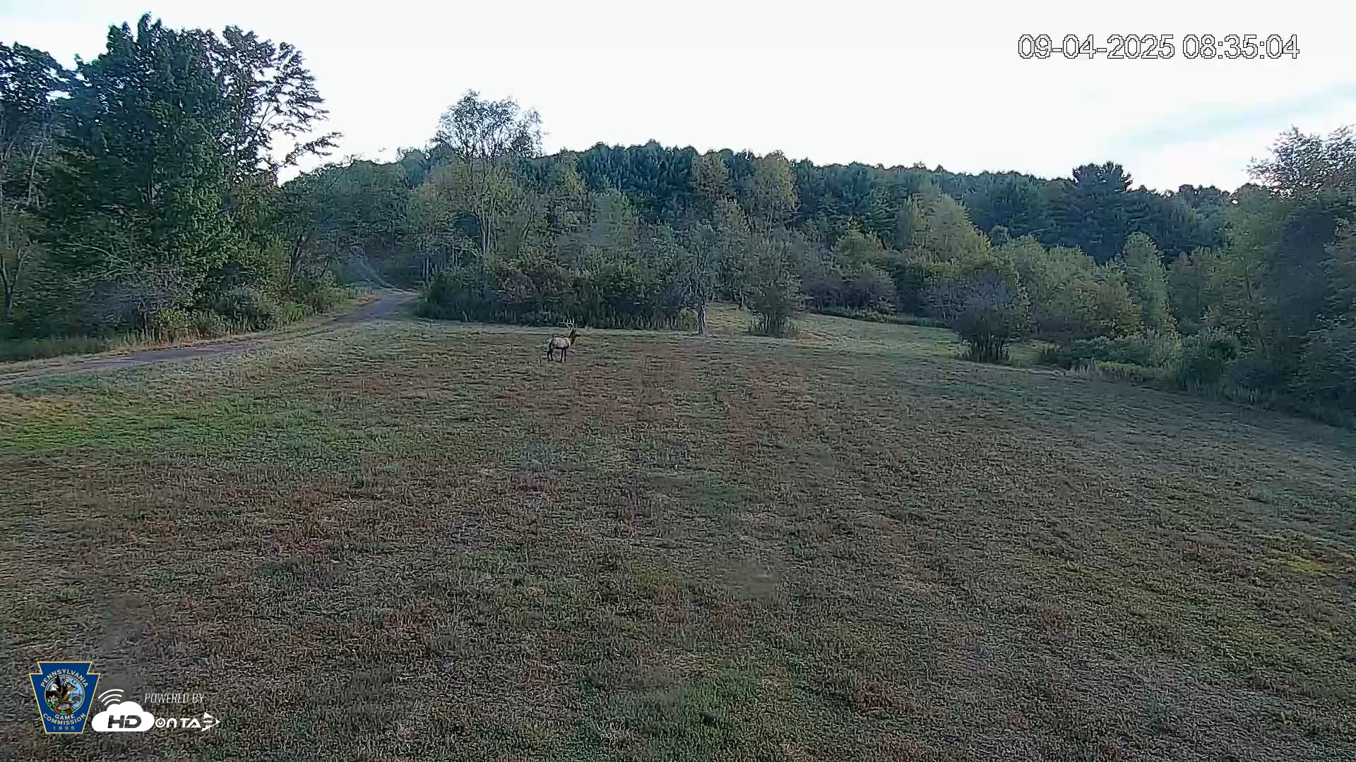 Snapshot of Pennsylvania Elk Live Webcam taken Sep 4, 2025, 8:35am EDT