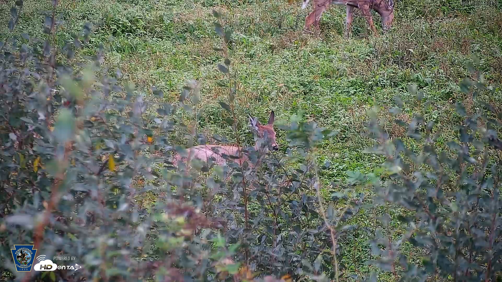 Snapshot of Pennsylvania Elk Live Webcam taken Oct 1, 2026, 6:22pm EDT