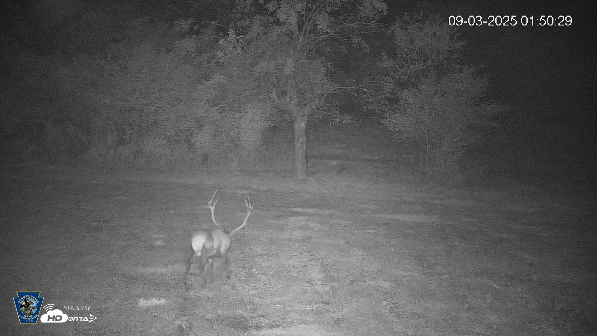 Snapshot of Pennsylvania Elk Live Webcam taken Sep 3, 2025, 1:53am EDT