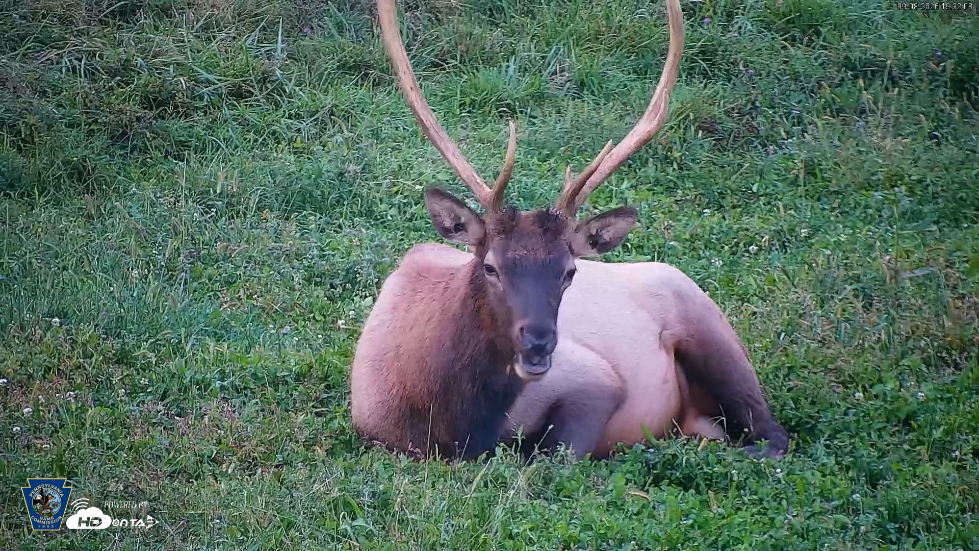 Snapshot of Pennsylvania Elk Live Webcam taken Sep 8, 2026, 7:33pm EDT