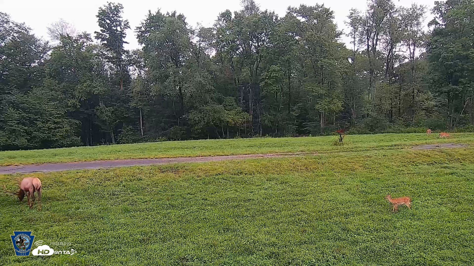 Snapshot of Pennsylvania Elk Live Webcam taken Aug 11, 2026, 6:48am EDT