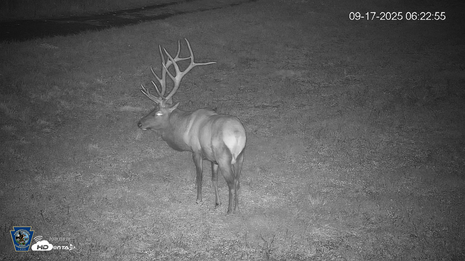 Snapshot of Pennsylvania Elk Live Webcam taken Sep 17, 2025, 6:23am EDT