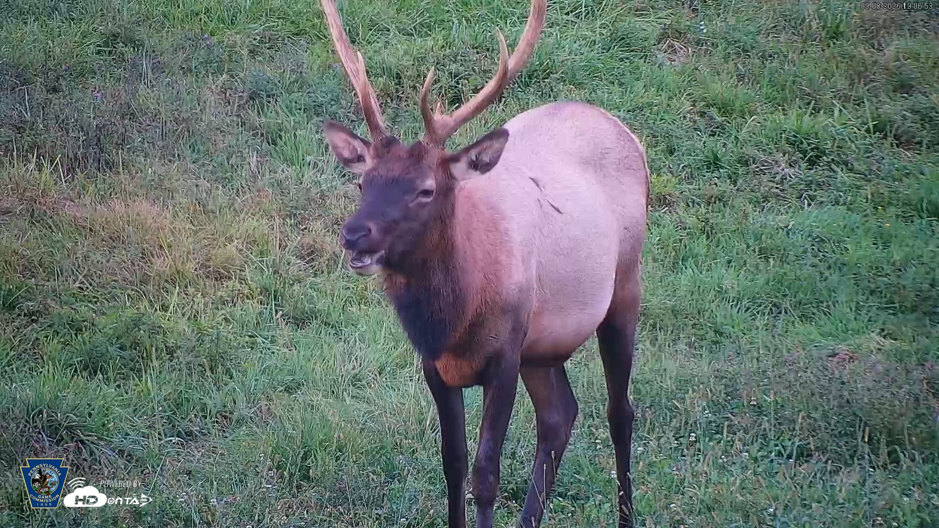 Snapshot of Pennsylvania Elk Live Webcam taken Sep 8, 2026, 7:07pm EDT