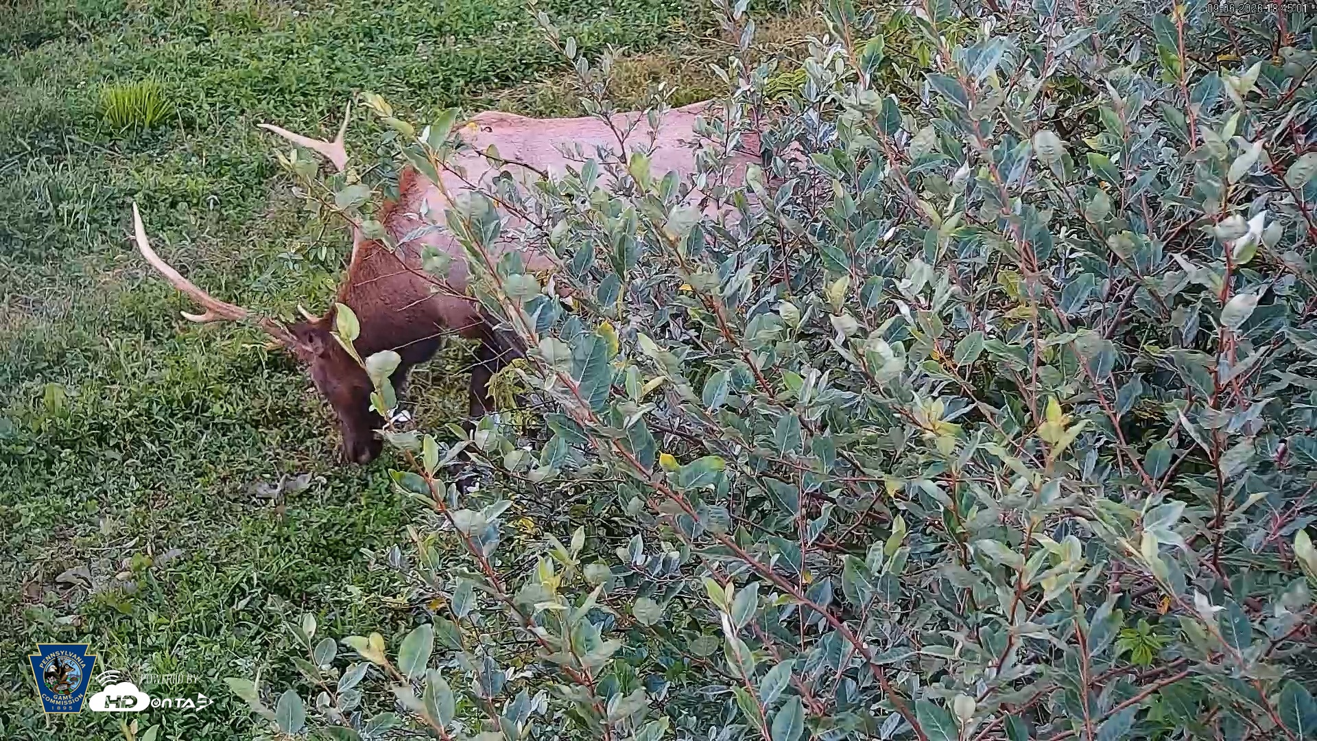 Snapshot of Pennsylvania Elk Live Webcam taken Sep 6, 2026, 6:46pm EDT