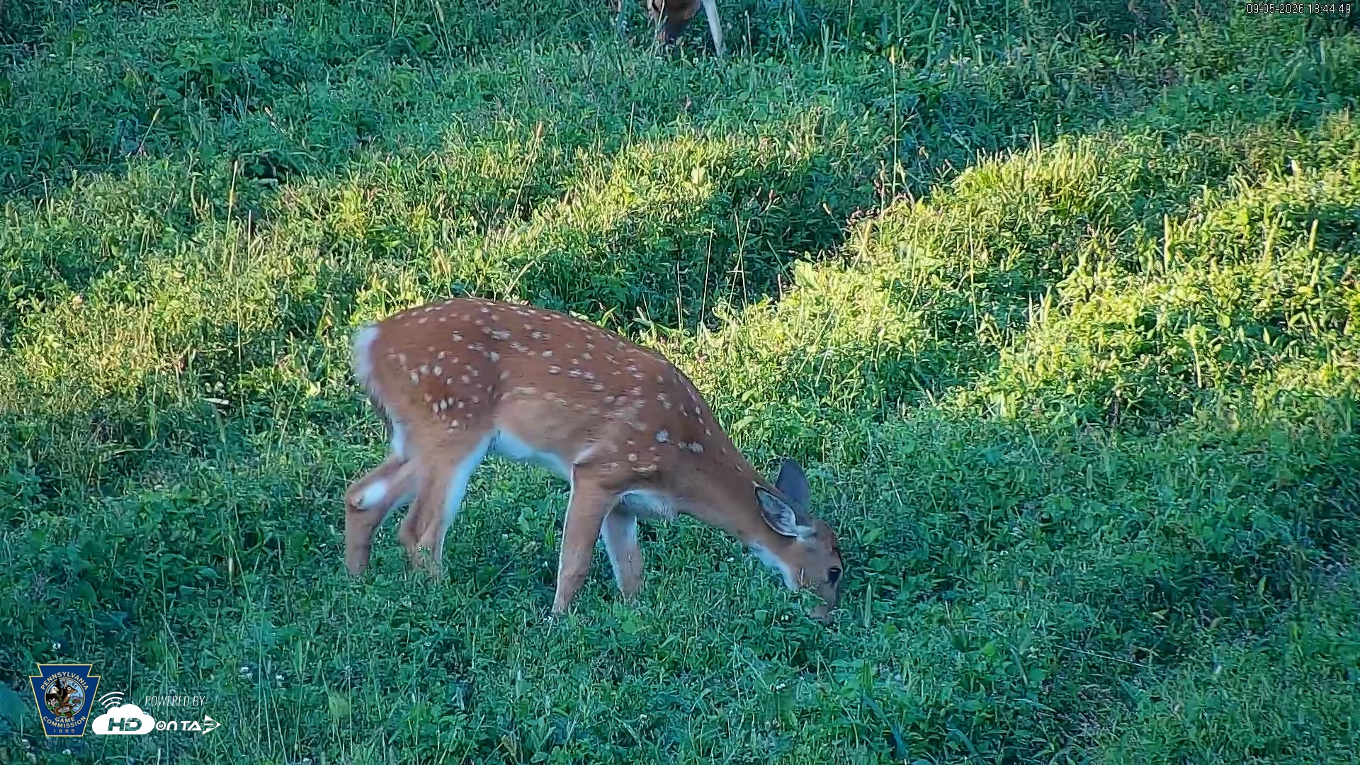 Snapshot of Pennsylvania Elk Live Webcam taken Sep 5, 2026, 6:46pm EDT