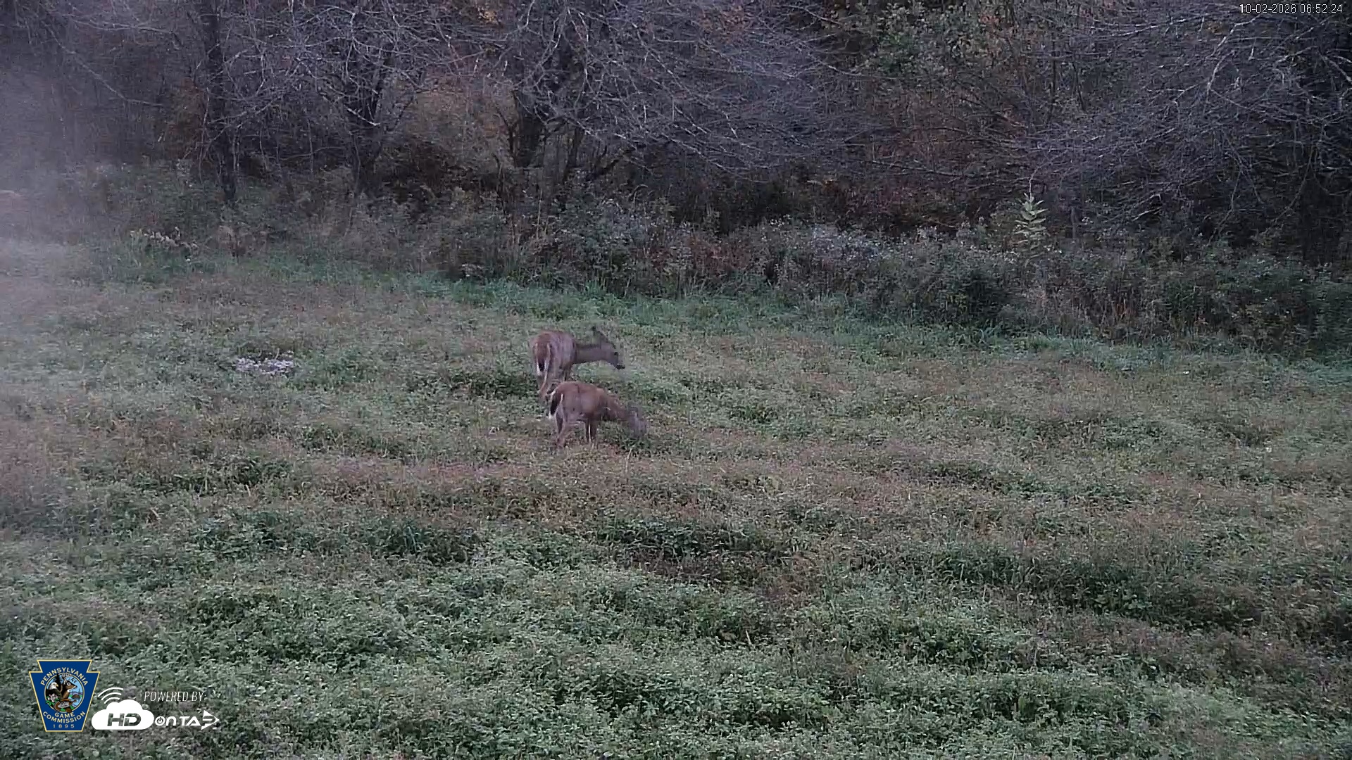 Snapshot of Pennsylvania Elk Live Webcam taken Oct 2, 2026, 6:53am EDT