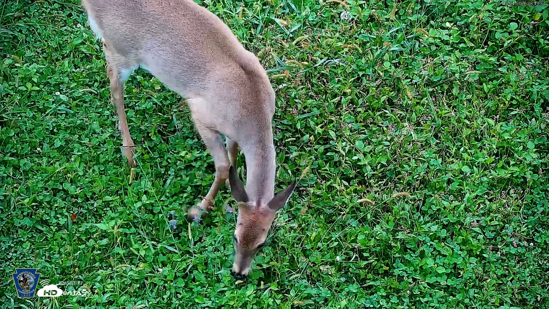Snapshot of Pennsylvania Elk Live Webcam taken Oct 1, 2026, 8:11am EDT