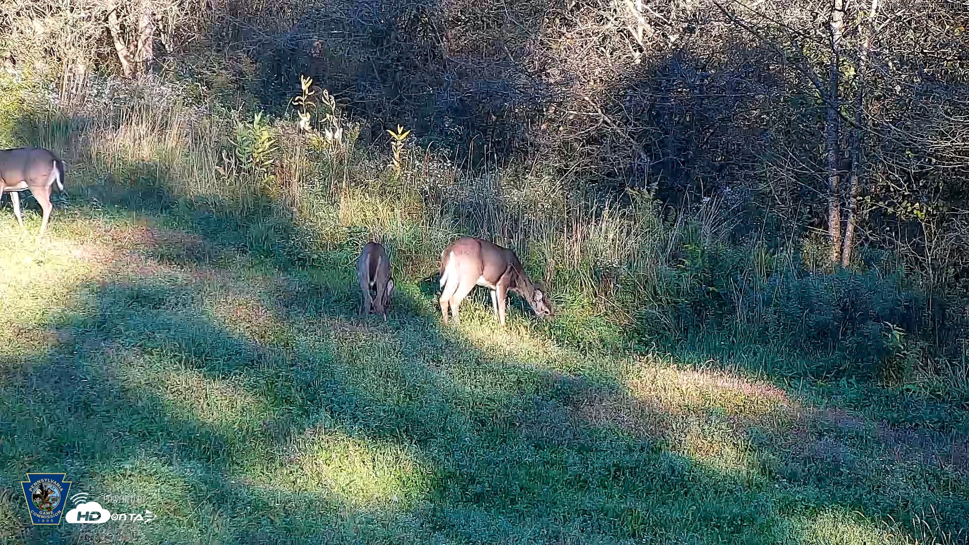 Snapshot of Pennsylvania Elk Live Webcam taken Oct 3, 2026, 5:31pm EDT