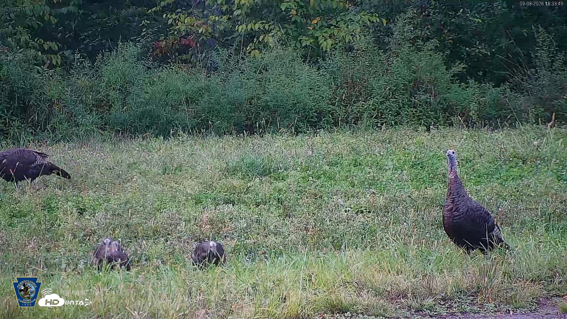 Snapshot of Pennsylvania Elk Live Webcam taken Sep 8, 2026, 6:34pm EDT