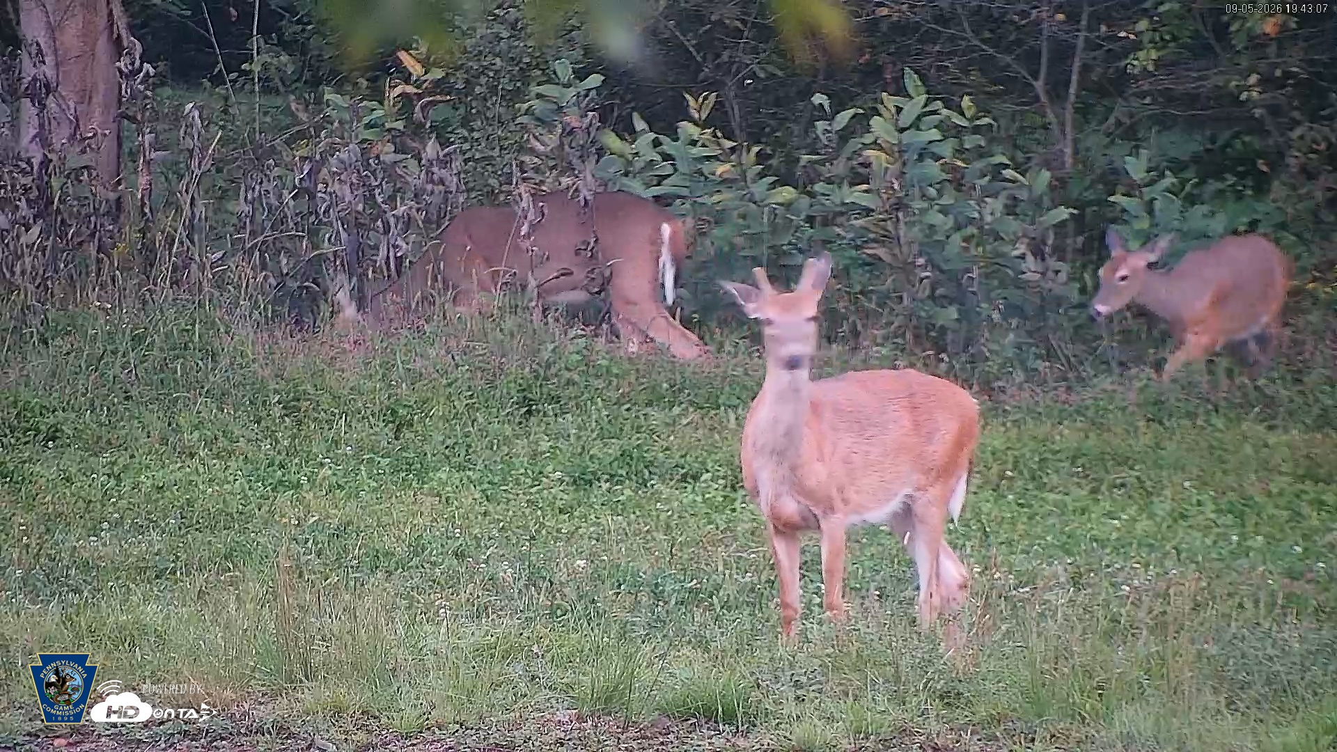 Snapshot of Pennsylvania Elk Live Webcam taken Sep 5, 2026, 7:44pm EDT