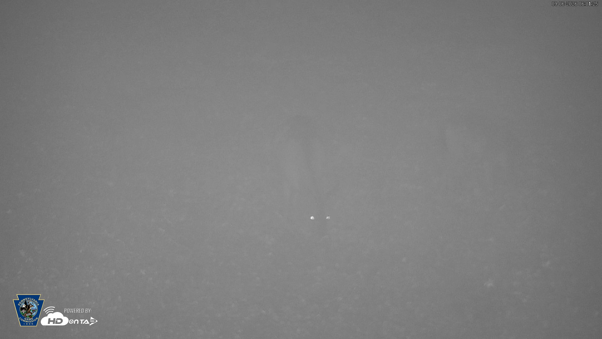 Snapshot of Pennsylvania Elk Live Webcam taken Sep 6, 2026, 6:02am EDT