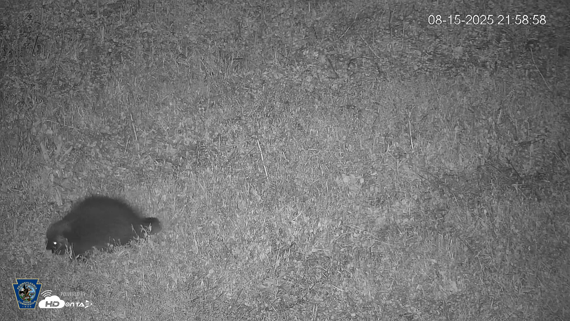 Snapshot of Pennsylvania Elk Live Webcam taken Aug 15, 2025, 10:00pm EDT