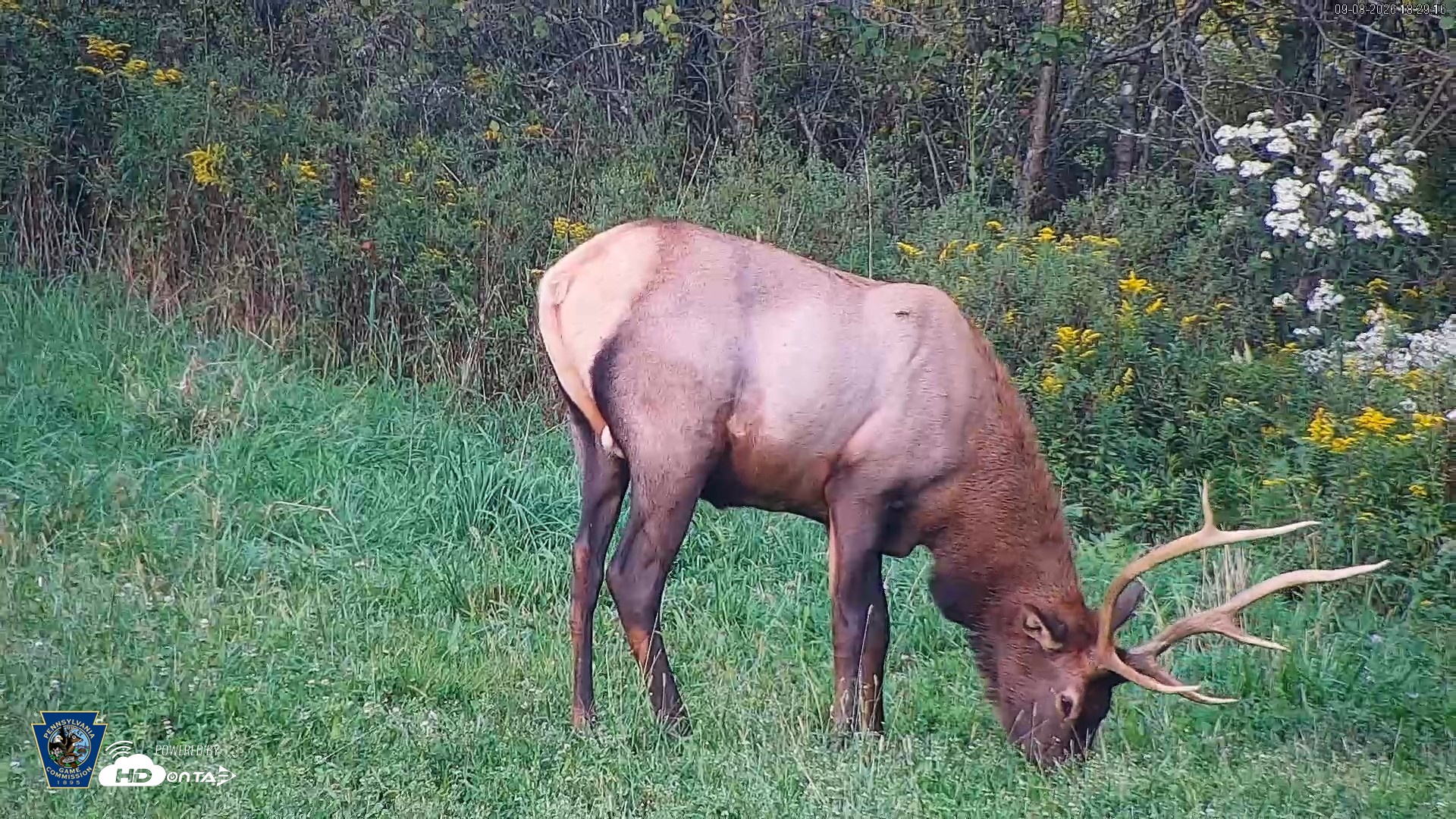 Snapshot of Pennsylvania Elk Live Webcam taken Sep 8, 2026, 6:29pm EDT