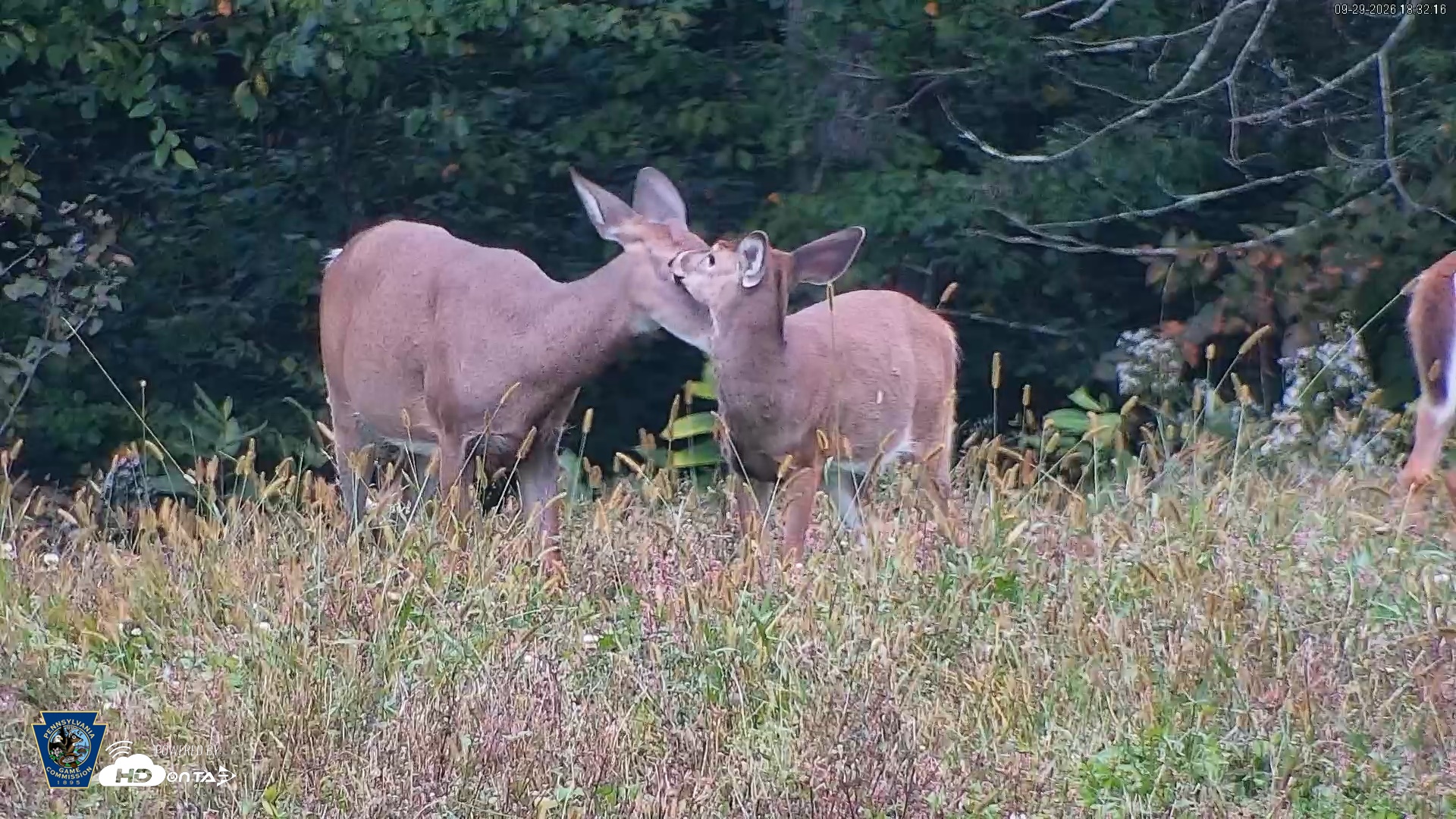 Snapshot of Pennsylvania Elk Live Webcam taken Sep 29, 2026, 6:33pm EDT