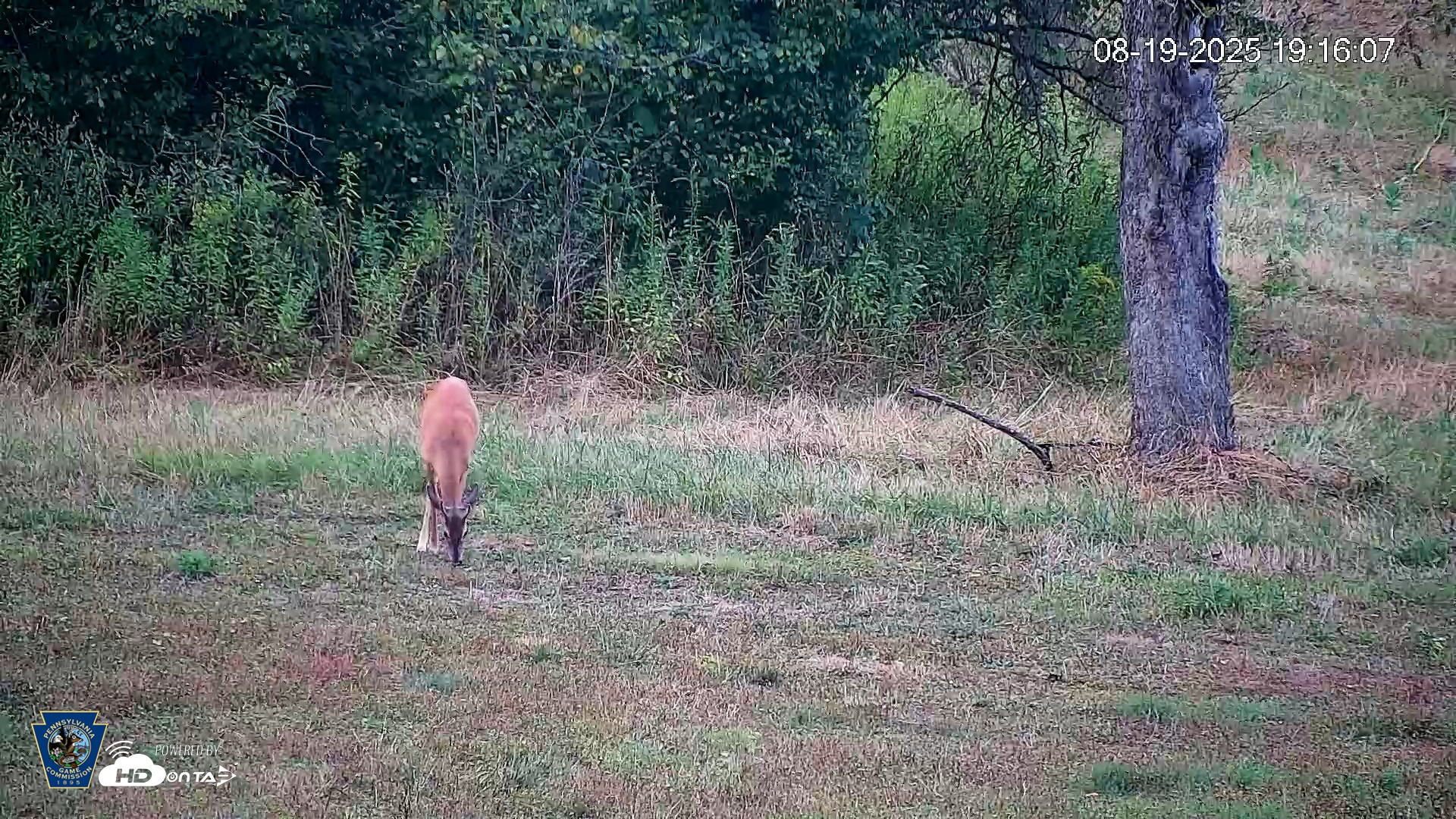 Snapshot of Pennsylvania Elk Live Webcam taken Aug 19, 2025, 7:17pm EDT