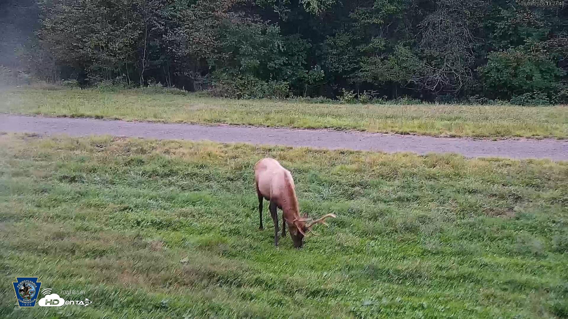 Snapshot of Pennsylvania Elk Live Webcam taken Sep 9, 2026, 7:28pm EDT