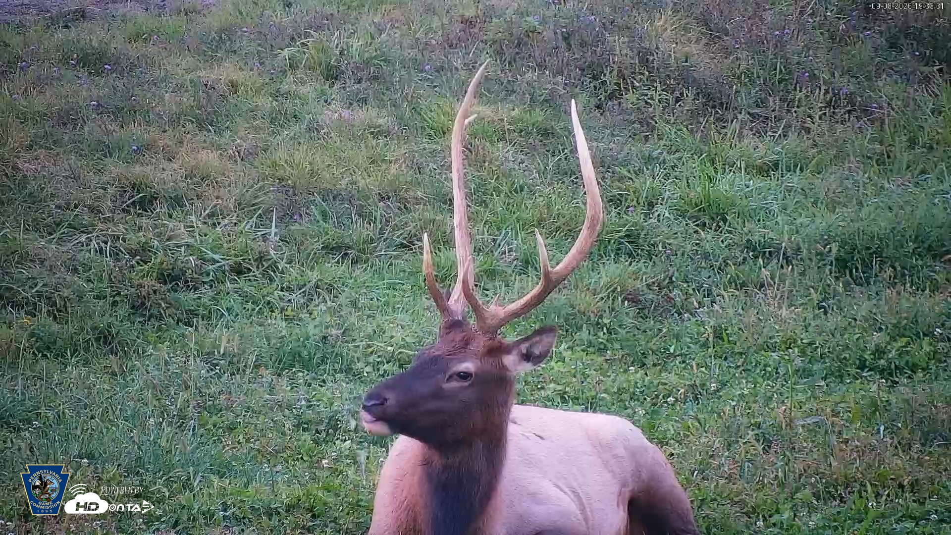 Snapshot of Pennsylvania Elk Live Webcam taken Sep 8, 2026, 7:34pm EDT