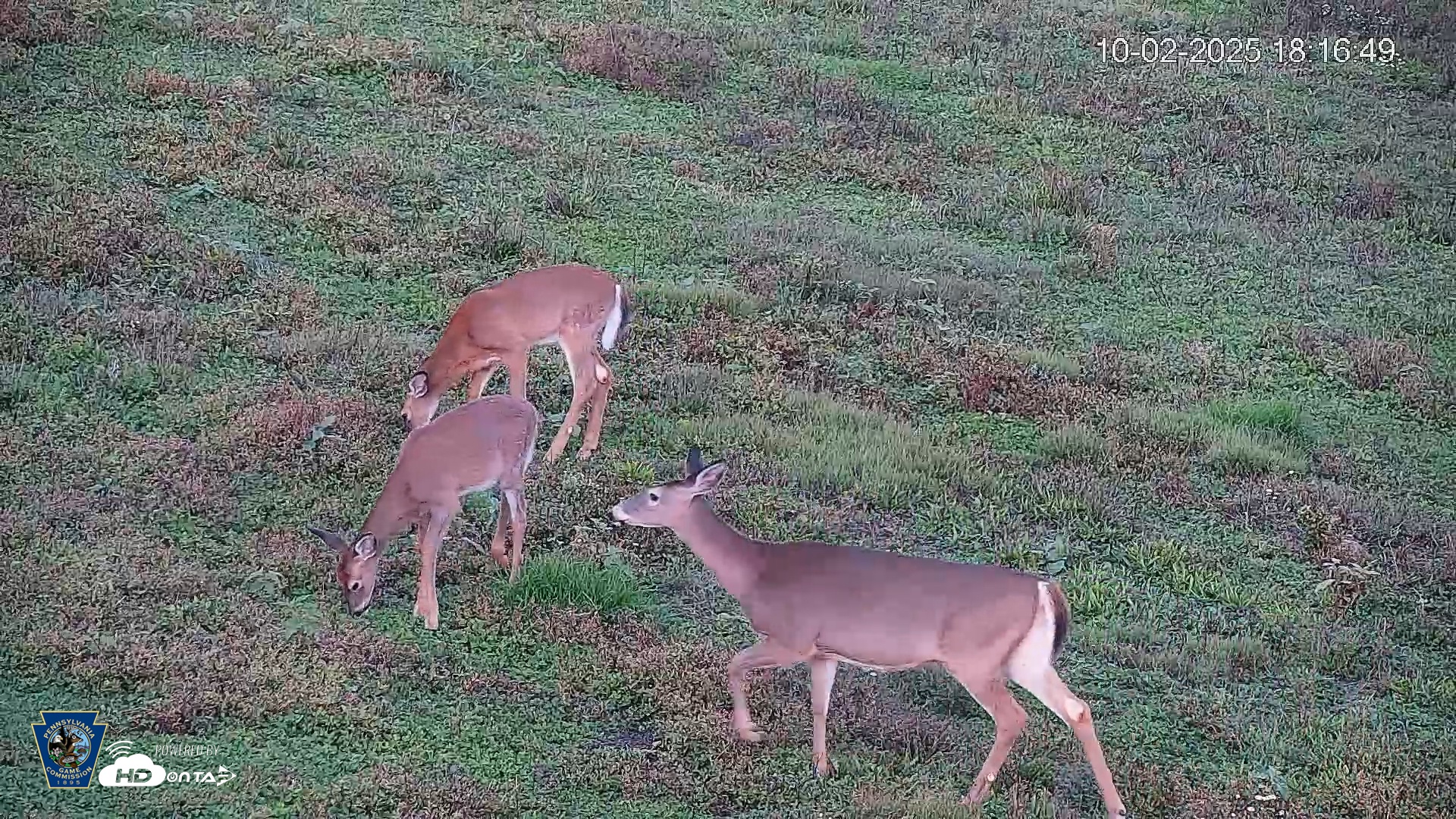 Snapshot of Pennsylvania Elk Live Webcam taken Oct 2, 2025, 6:17pm EDT