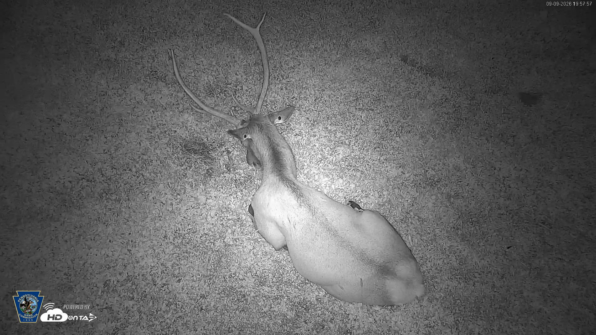 Snapshot of Pennsylvania Elk Live Webcam taken Sep 9, 2026, 7:58pm EDT