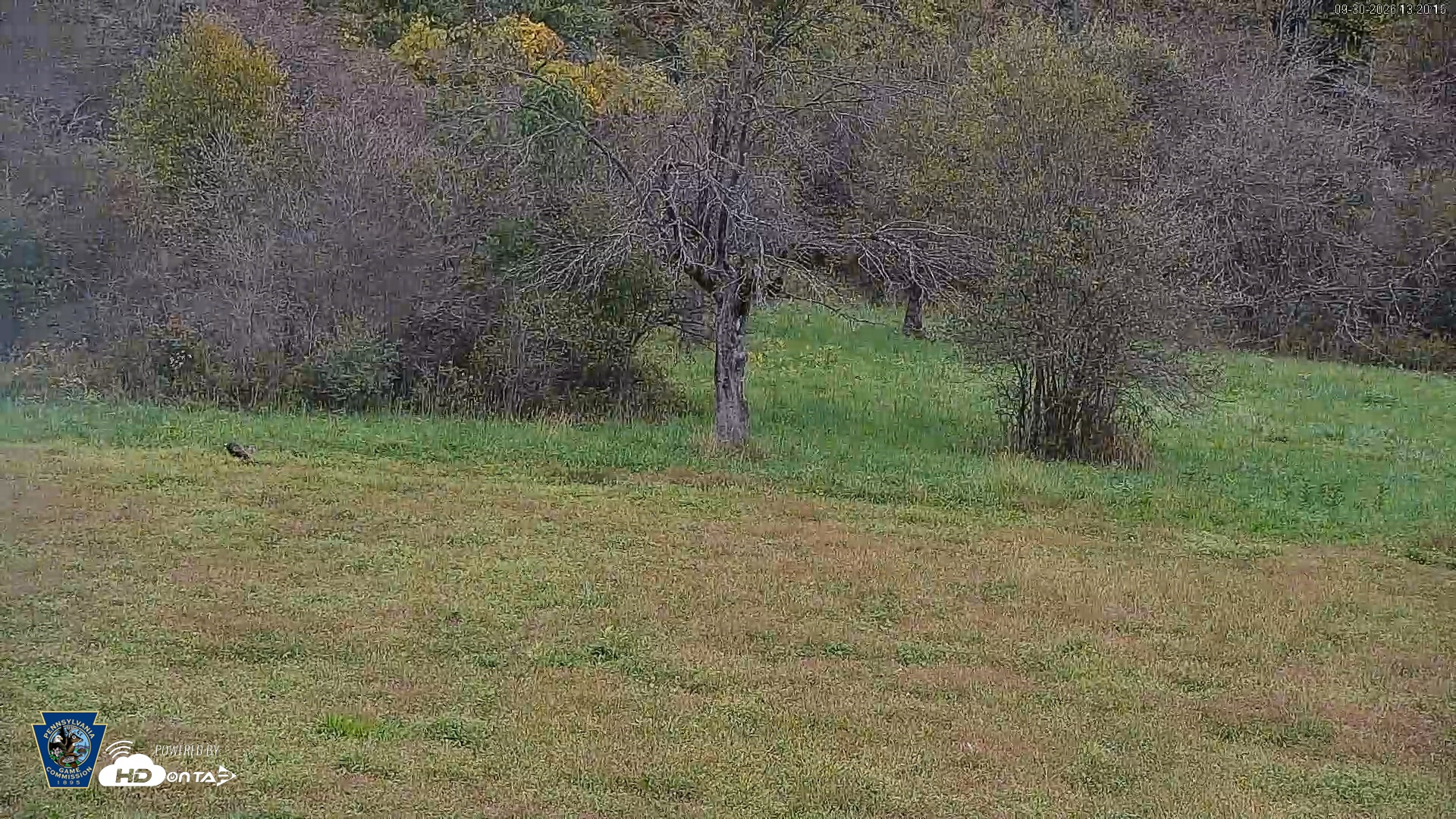 Snapshot of Pennsylvania Elk Live Webcam taken Sep 30, 2026, 1:21pm EDT