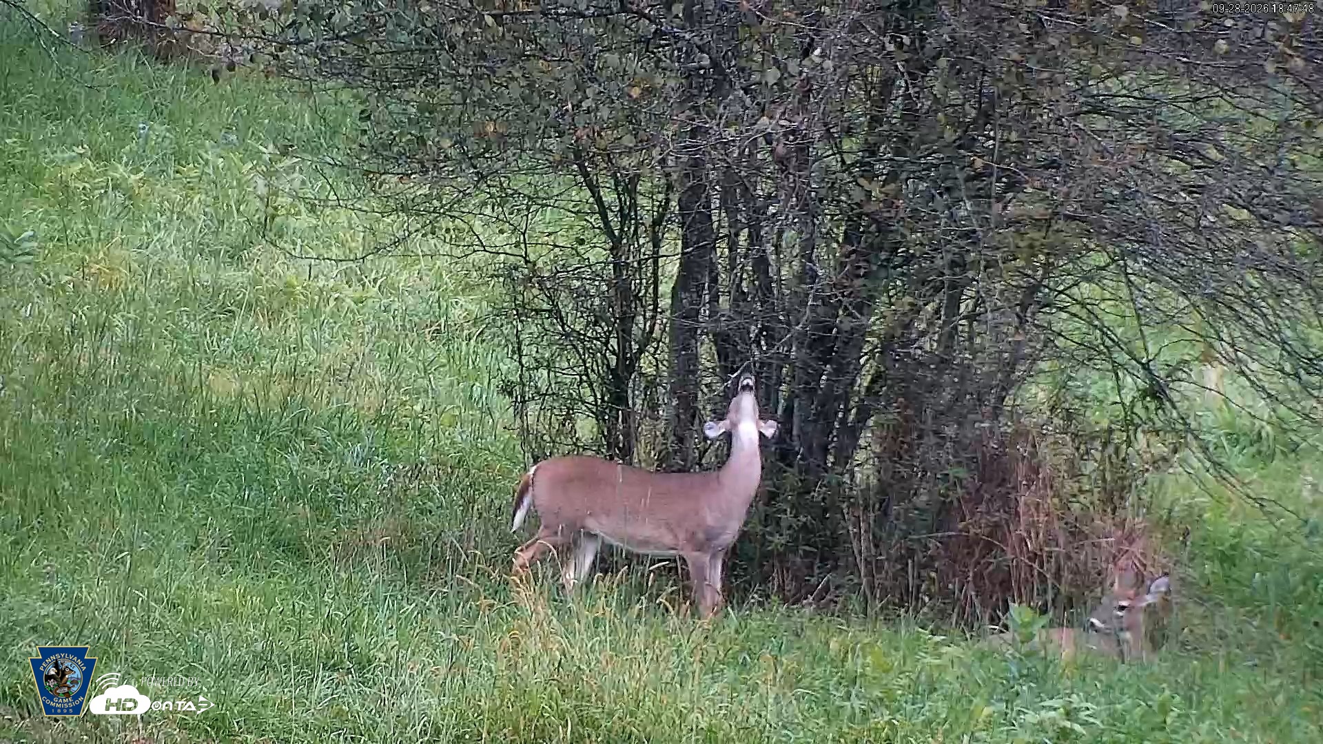 Snapshot of Pennsylvania Elk Live Webcam taken Sep 28, 2026, 6:49pm EDT