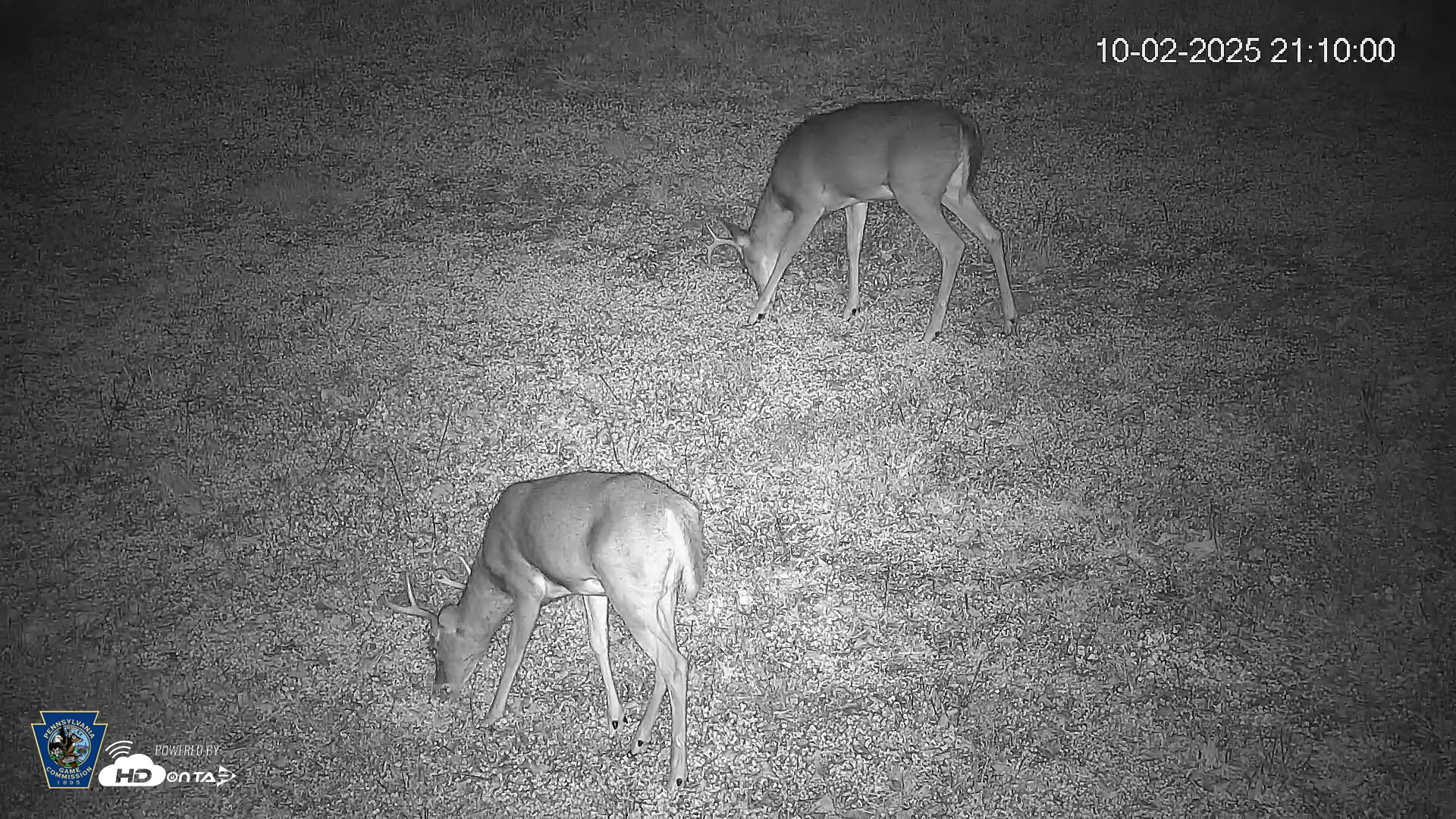 Snapshot of Pennsylvania Elk Live Webcam taken Oct 2, 2025, 9:10pm EDT