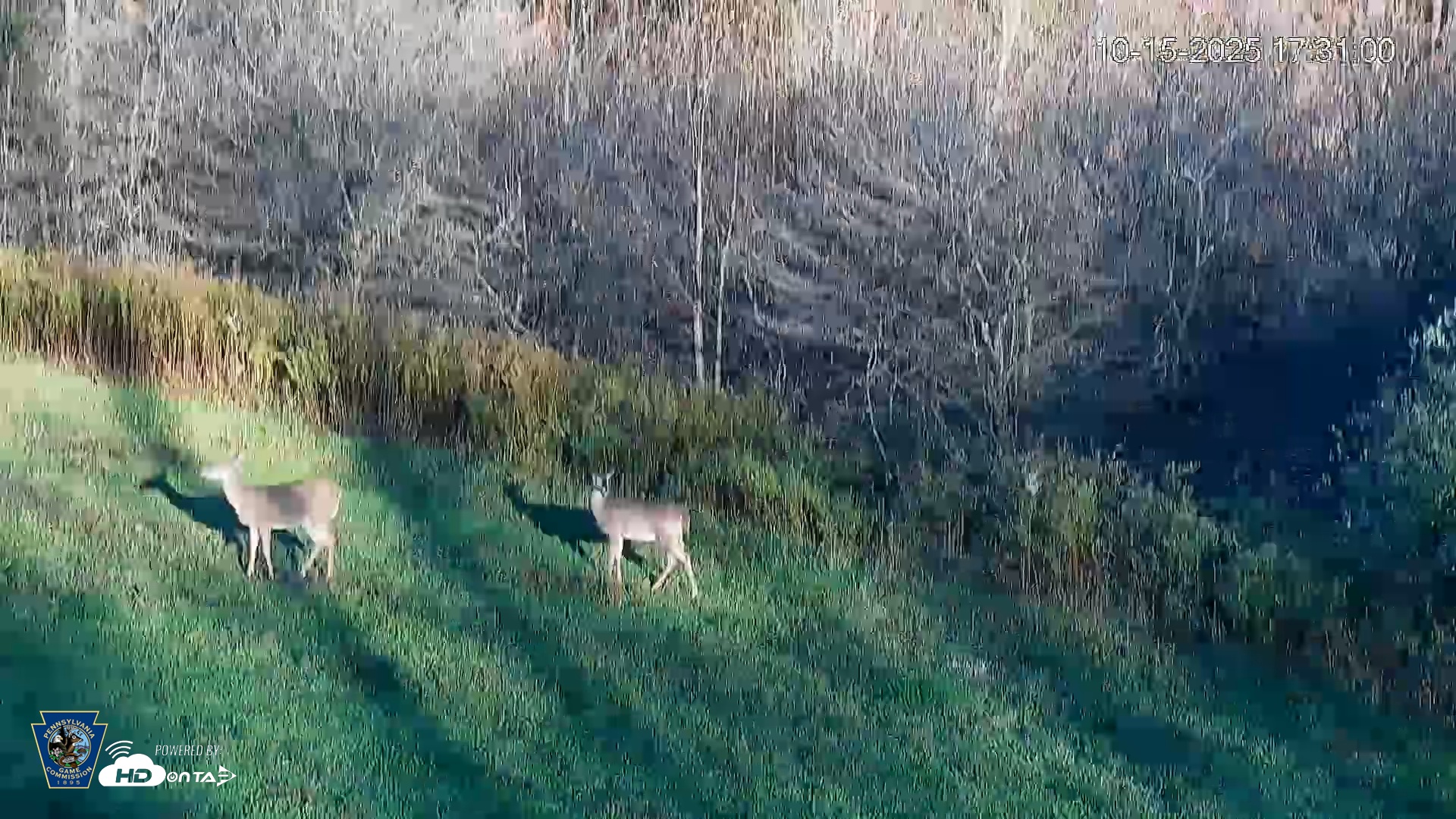 Snapshot of Pennsylvania Elk Live Webcam taken Oct 15, 2025, 5:31pm EDT