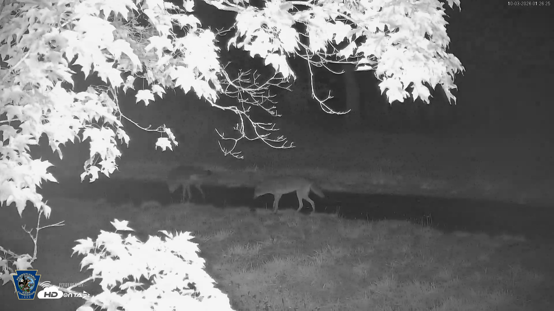 Snapshot of Pennsylvania Elk Live Webcam taken Oct 3, 2026, 1:27am EDT