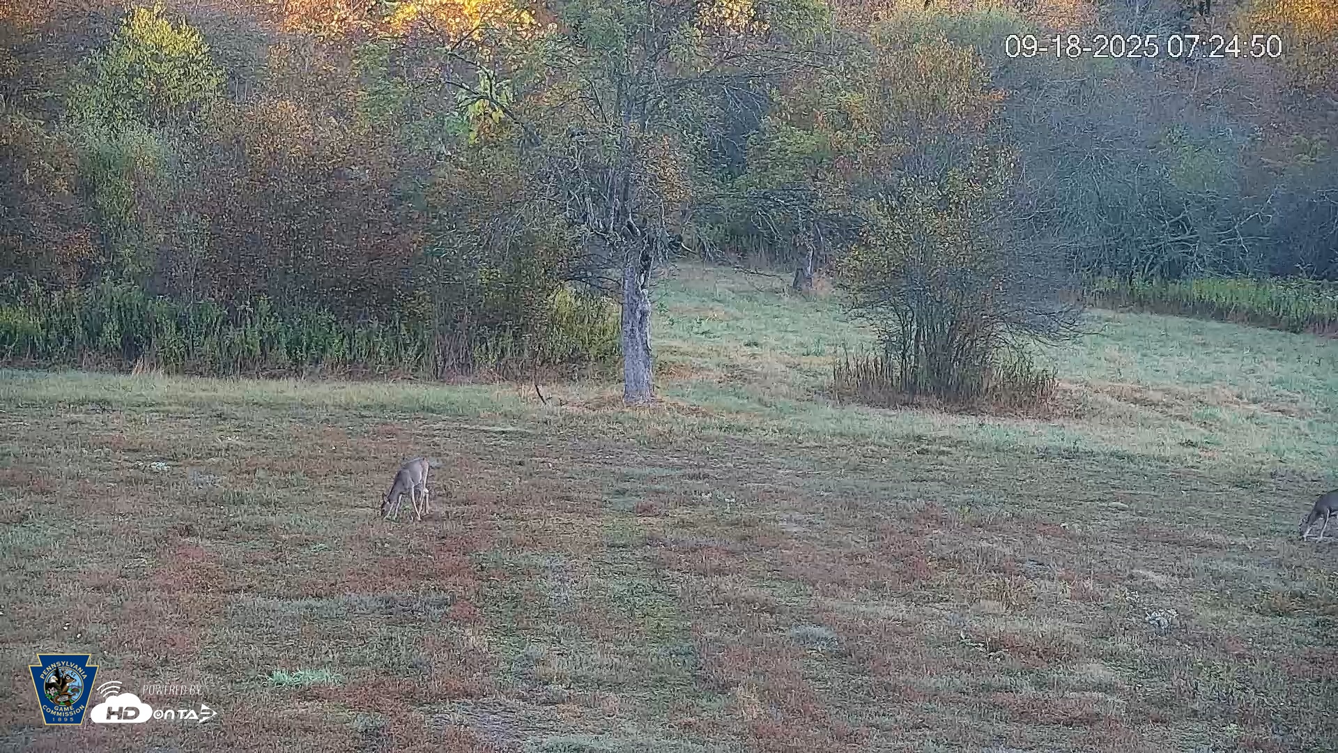 Snapshot of Pennsylvania Elk Live Webcam taken Sep 18, 2025, 7:25am EDT
