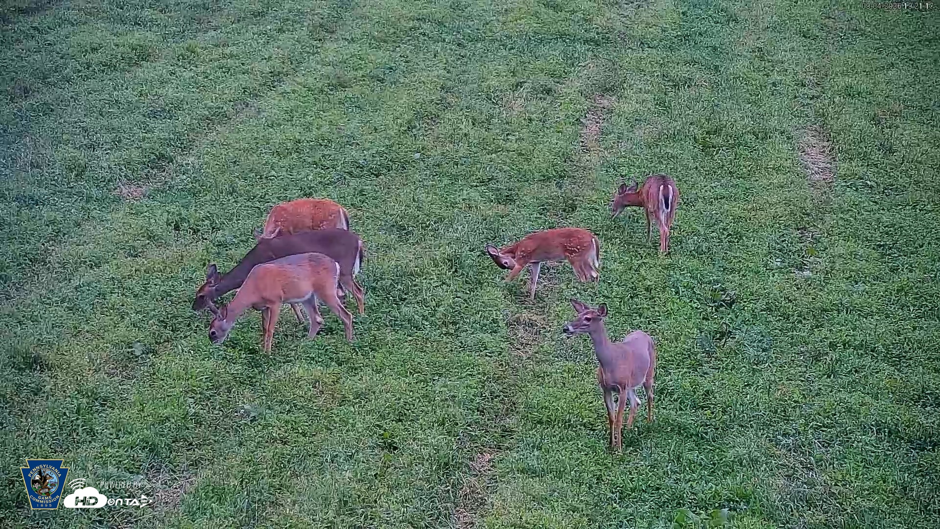 Snapshot of Pennsylvania Elk Live Webcam taken Sep 4, 2026, 7:22pm EDT
