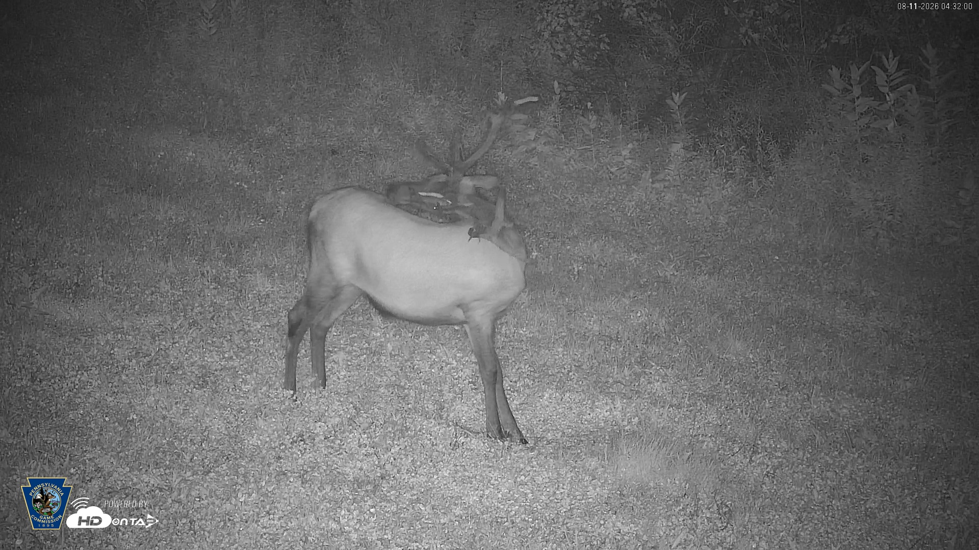 Snapshot of Pennsylvania Elk Live Webcam taken Aug 11, 2026, 4:33am EDT