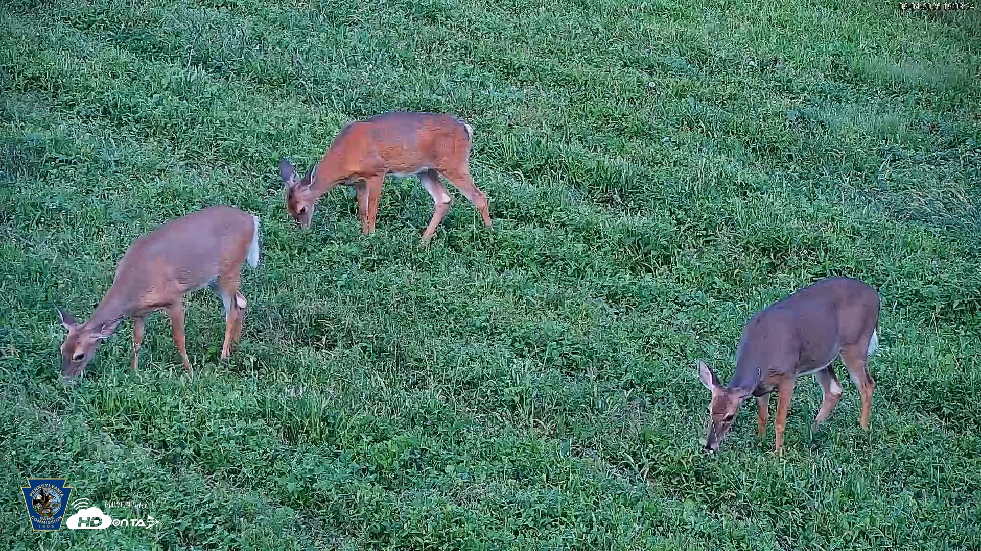 Snapshot of Pennsylvania Elk Live Webcam taken Sep 4, 2026, 7:09pm EDT