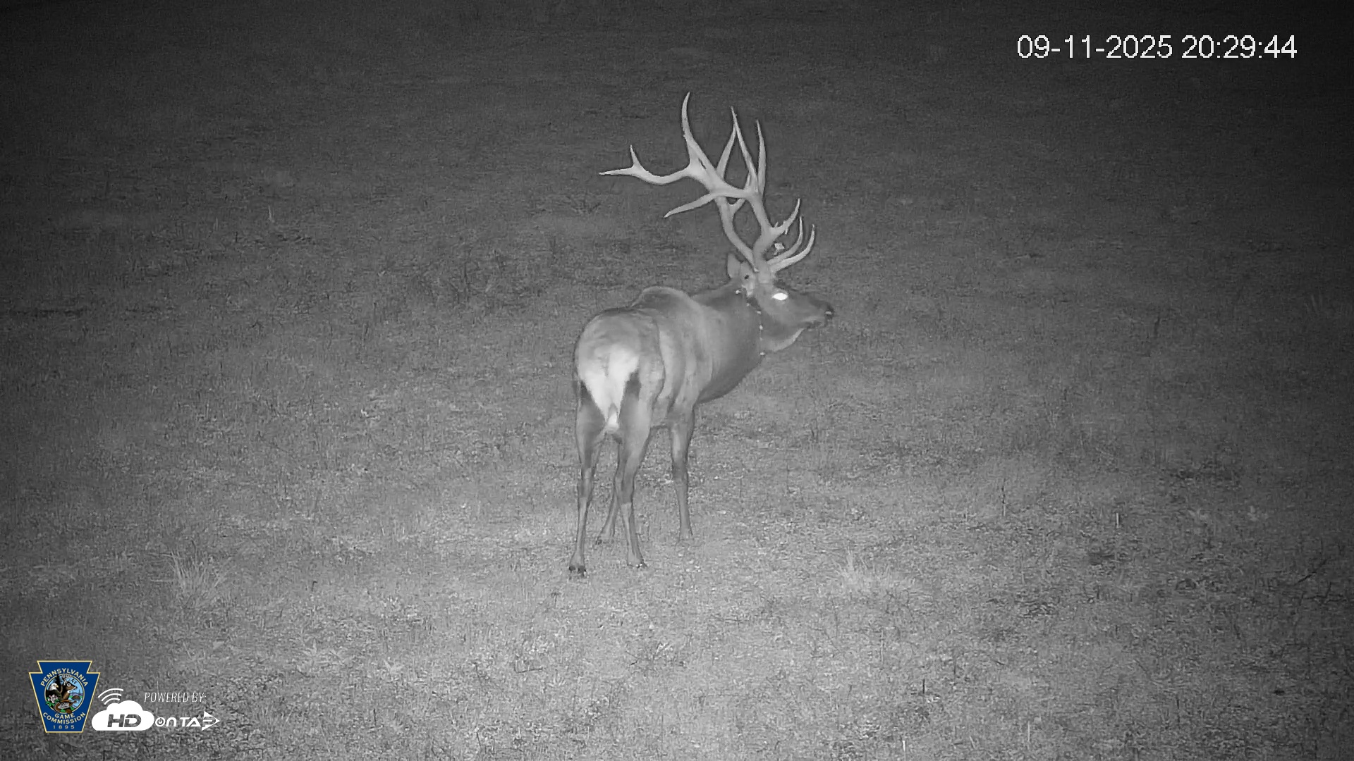 Snapshot of Pennsylvania Elk Live Webcam taken Sep 11, 2025, 8:30pm EDT