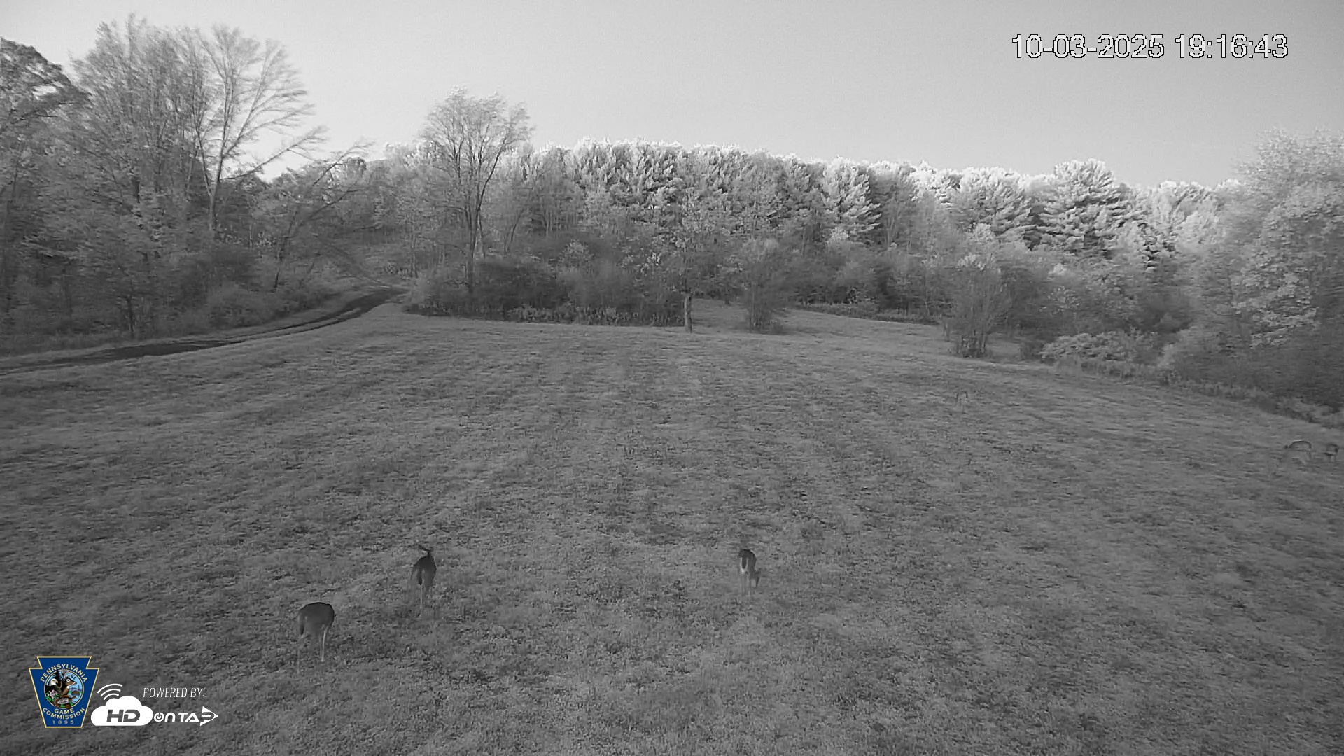 Snapshot of Pennsylvania Elk Live Webcam taken Oct 3, 2025, 7:17pm EDT