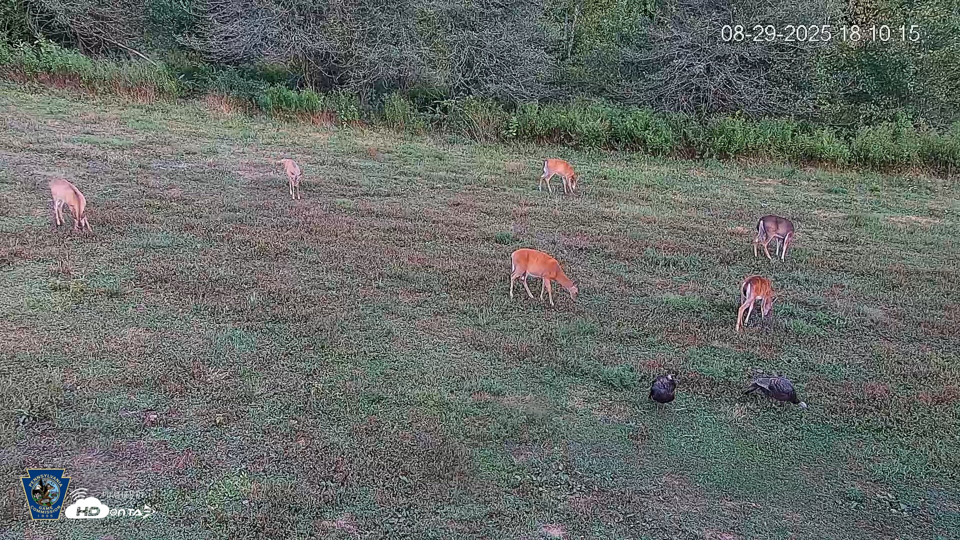 Snapshot of Pennsylvania Elk Live Webcam taken Aug 29, 2025, 6:10pm EDT