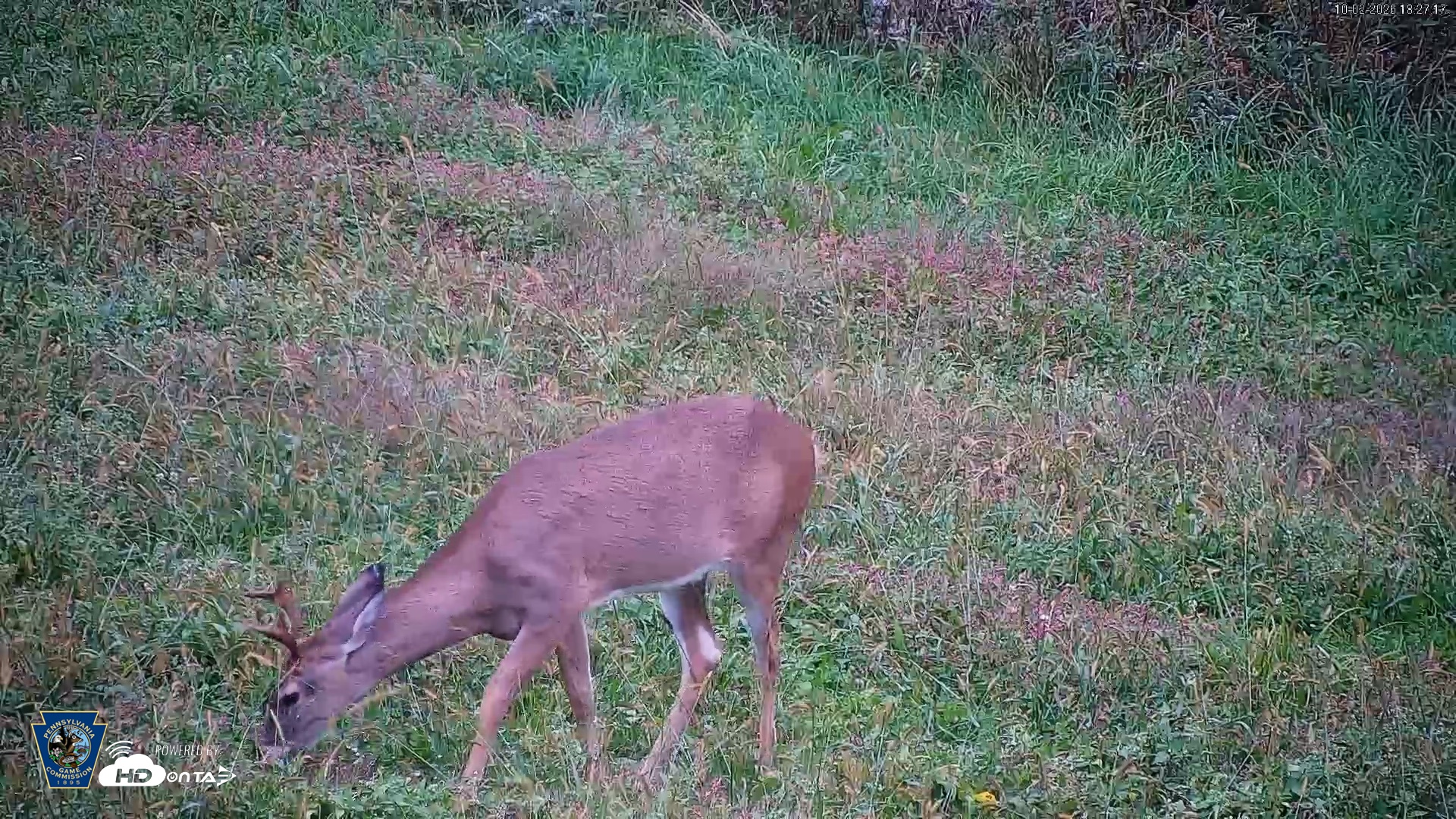 Snapshot of Pennsylvania Elk Live Webcam taken Oct 2, 2026, 6:28pm EDT