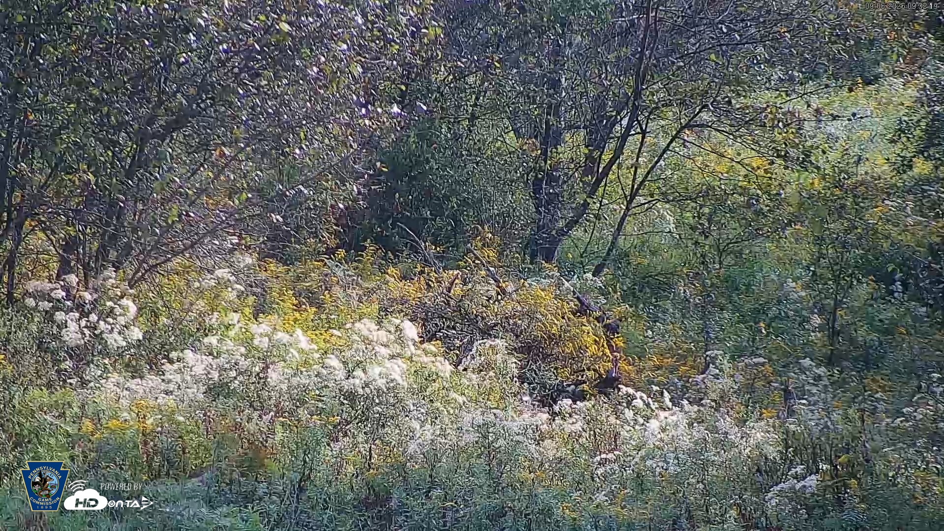 Snapshot of Pennsylvania Elk Live Webcam taken Sep 6, 2026, 9:32am EDT