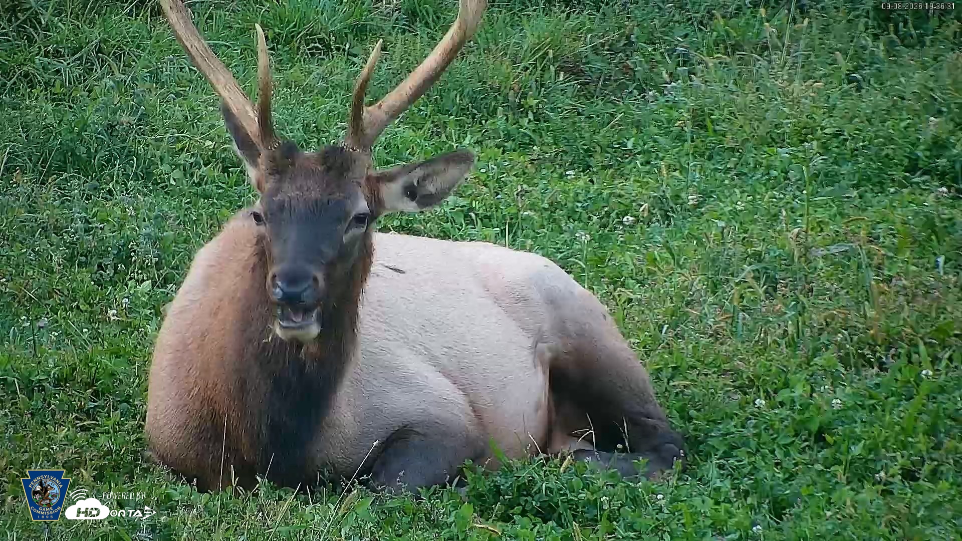 Snapshot of Pennsylvania Elk Live Webcam taken Sep 8, 2026, 7:37pm EDT