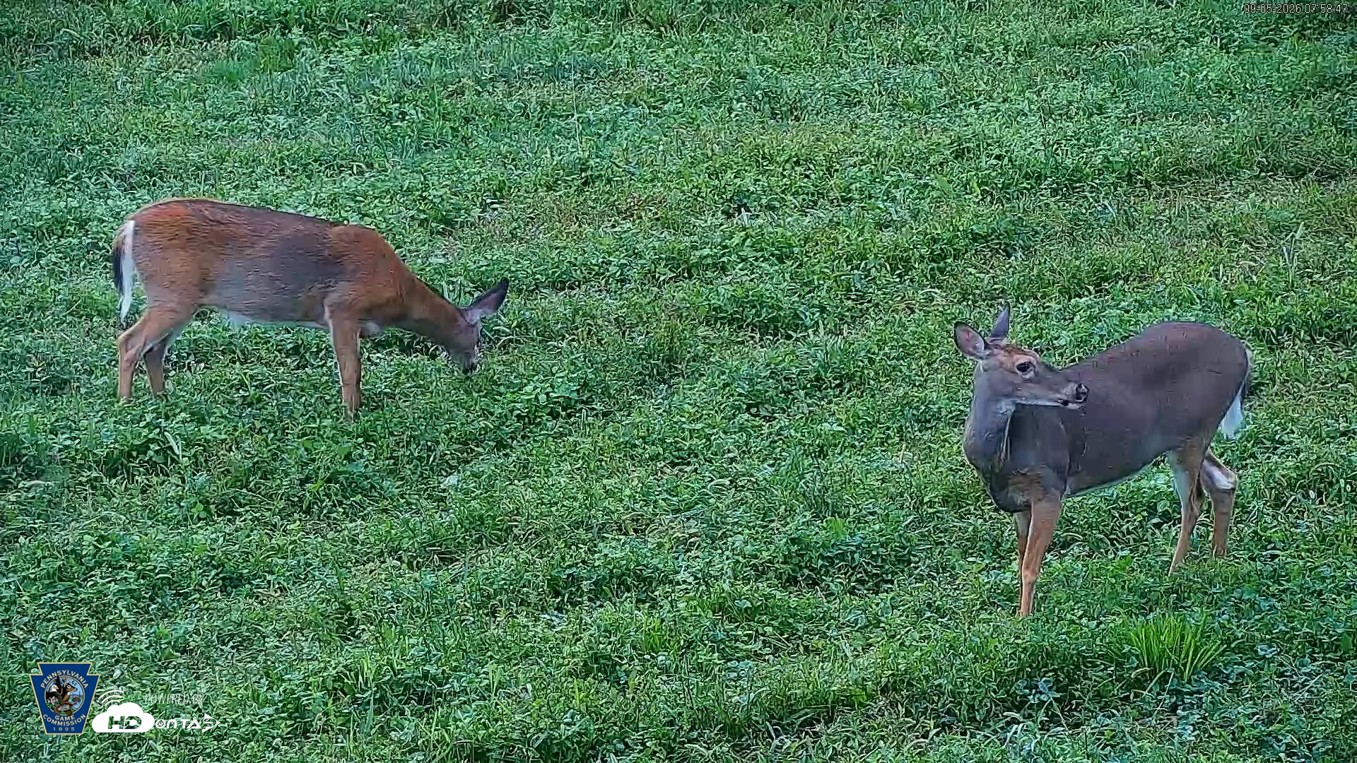 Snapshot of Pennsylvania Elk Live Webcam taken Sep 5, 2026, 7:59am EDT