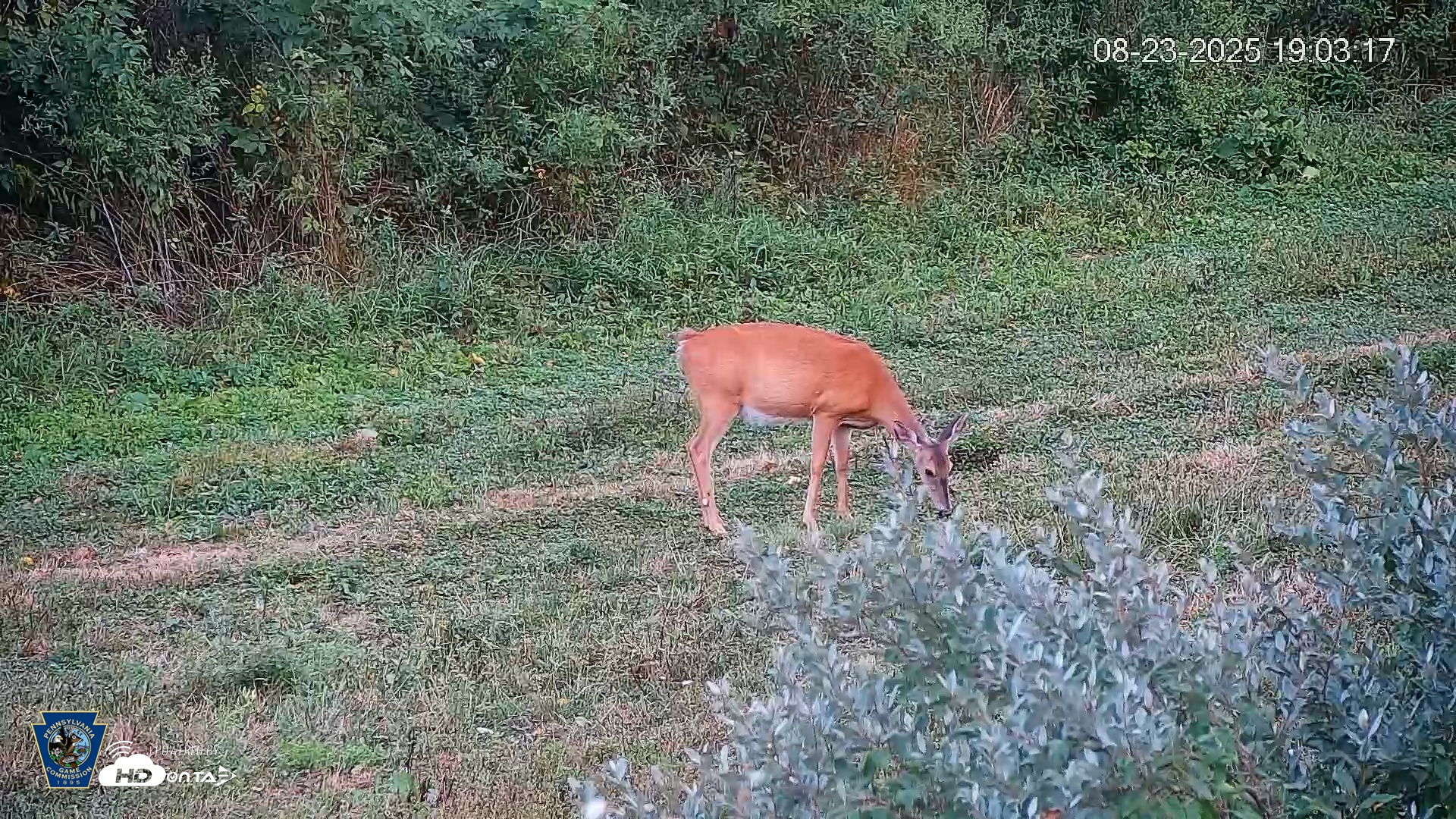 Snapshot of Pennsylvania Elk Live Webcam taken Aug 23, 2025, 7:04pm EDT