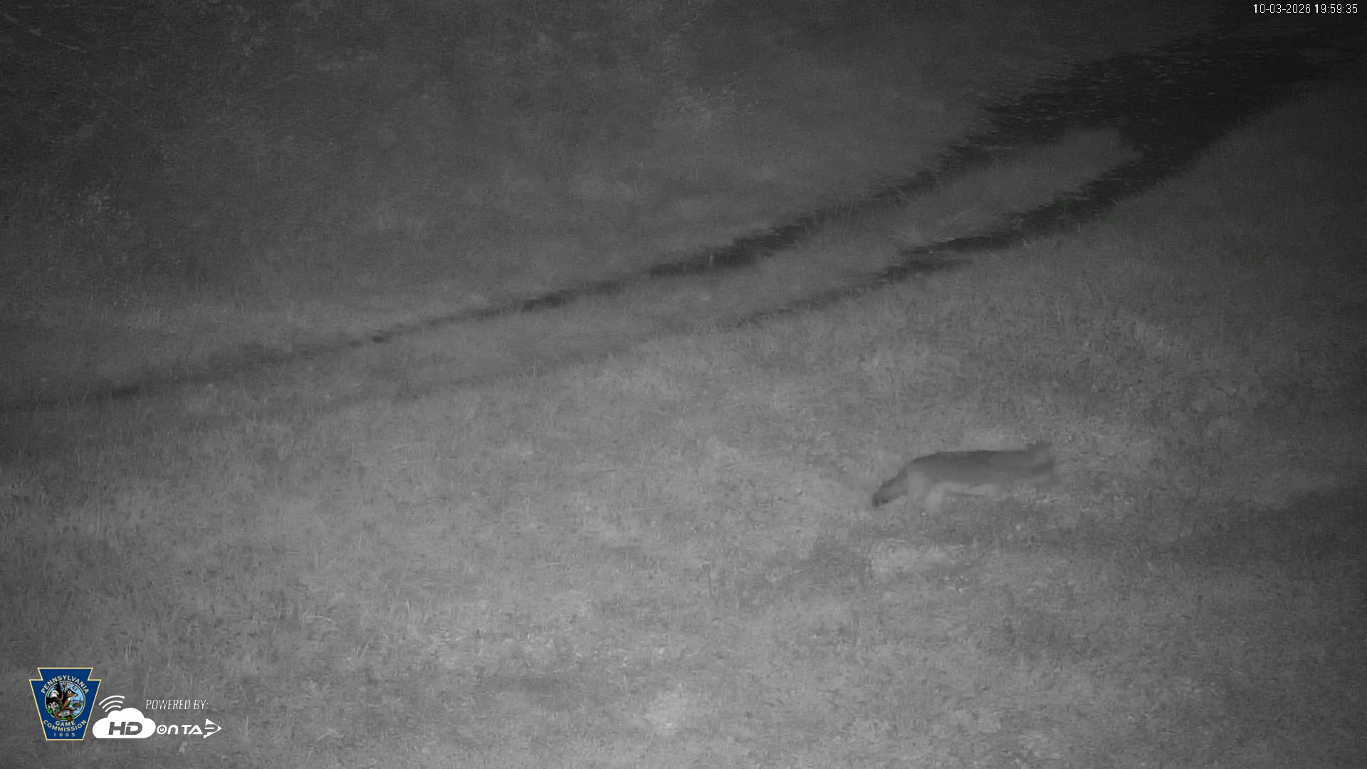 Snapshot of Pennsylvania Elk Live Webcam taken Oct 3, 2026, 8:00pm EDT