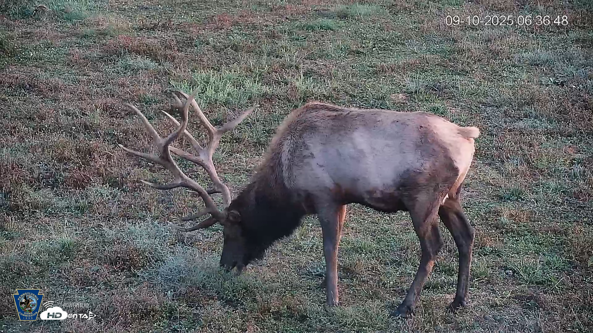 Snapshot of Pennsylvania Elk Live Webcam taken Sep 10, 2025, 6:37am EDT