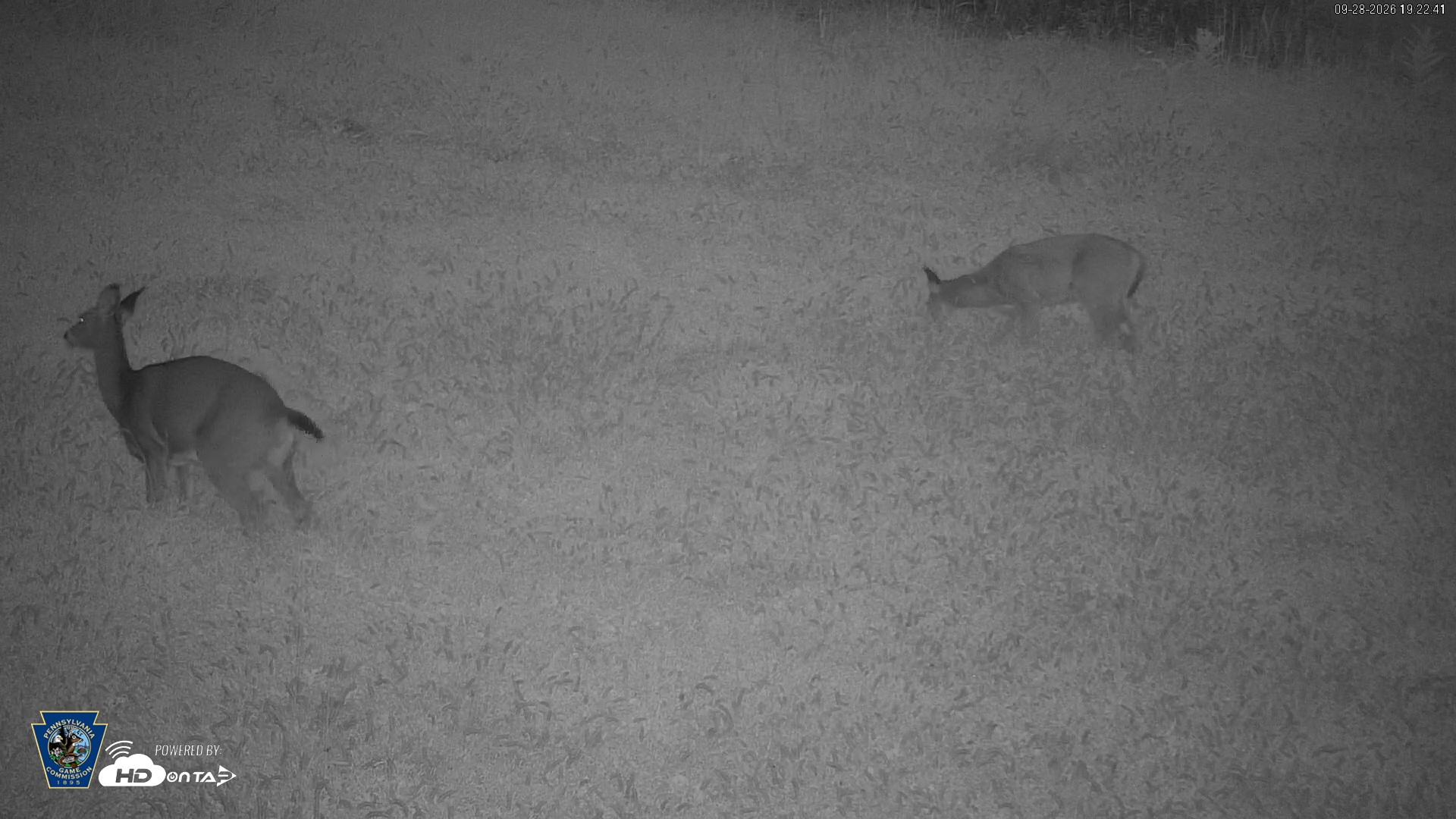 Snapshot of Pennsylvania Elk Live Webcam taken Sep 28, 2026, 7:23pm EDT