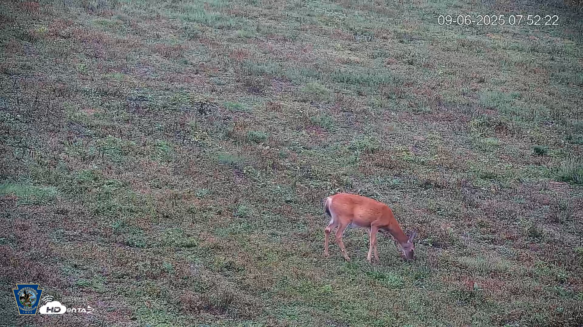 Snapshot of Pennsylvania Elk Live Webcam taken Sep 6, 2025, 7:53am EDT