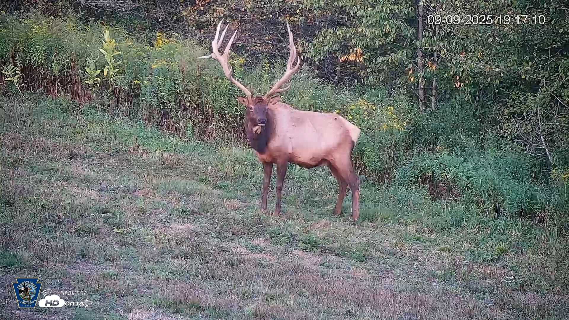 Snapshot of Pennsylvania Elk Live Webcam taken Sep 9, 2025, 7:17pm EDT