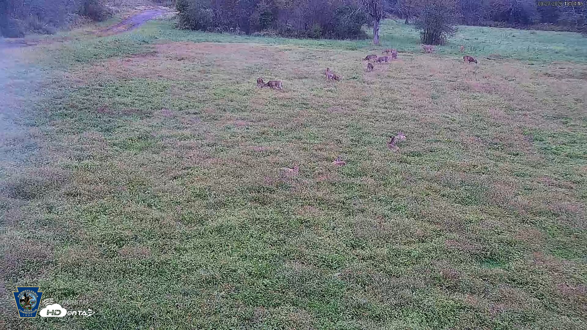 Snapshot of Pennsylvania Elk Live Webcam taken Sep 27, 2026, 6:05pm EDT